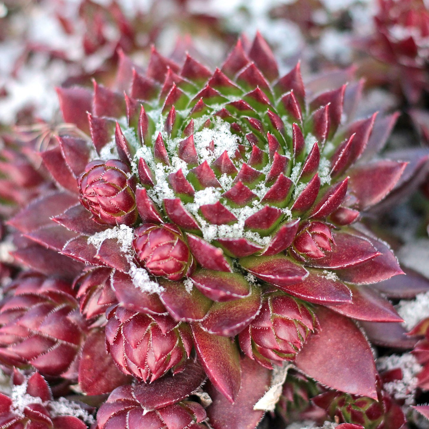 Mountain Crest Gardens Hardy Succulent Variety Pack - 12 Frost-Tolerant Live Plants, Rooted in 2 Inch Pots - Real Outdoor Succulents for Rock Gardens, Landscaping, DIY Arrangements