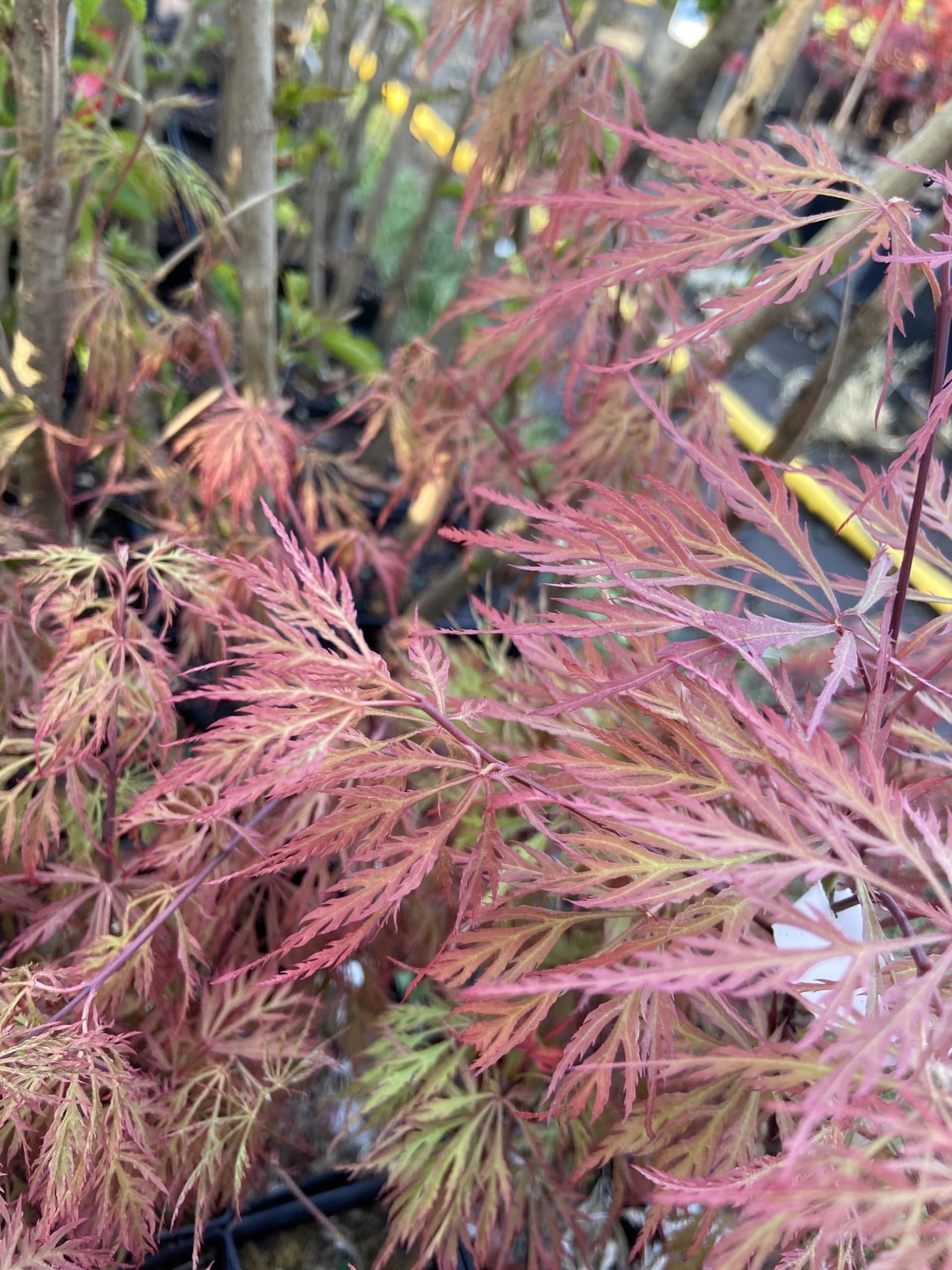 Scarlett Princess Japanese Maple Live Tree NOT Seeds - A New Red Variety - Acer palmatum 'Scarlet Princess' - 2 - Year Live Tree
