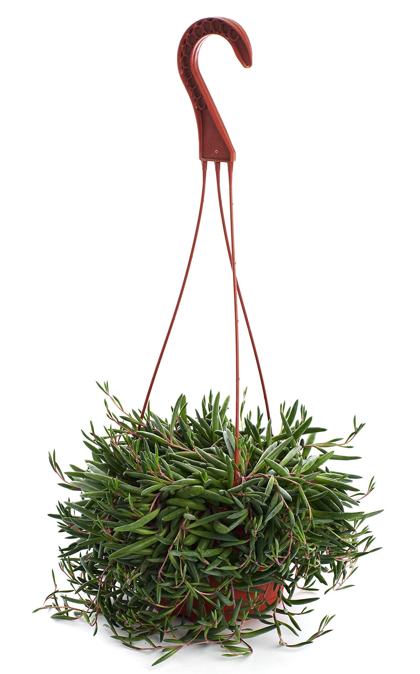 Shop Succulents | String of Succulents Collection | Ruby Necklace (Othonna Capensis) Live Outdoor/Indoor Hanging Succulent Plant | Fully Rooted in Soil