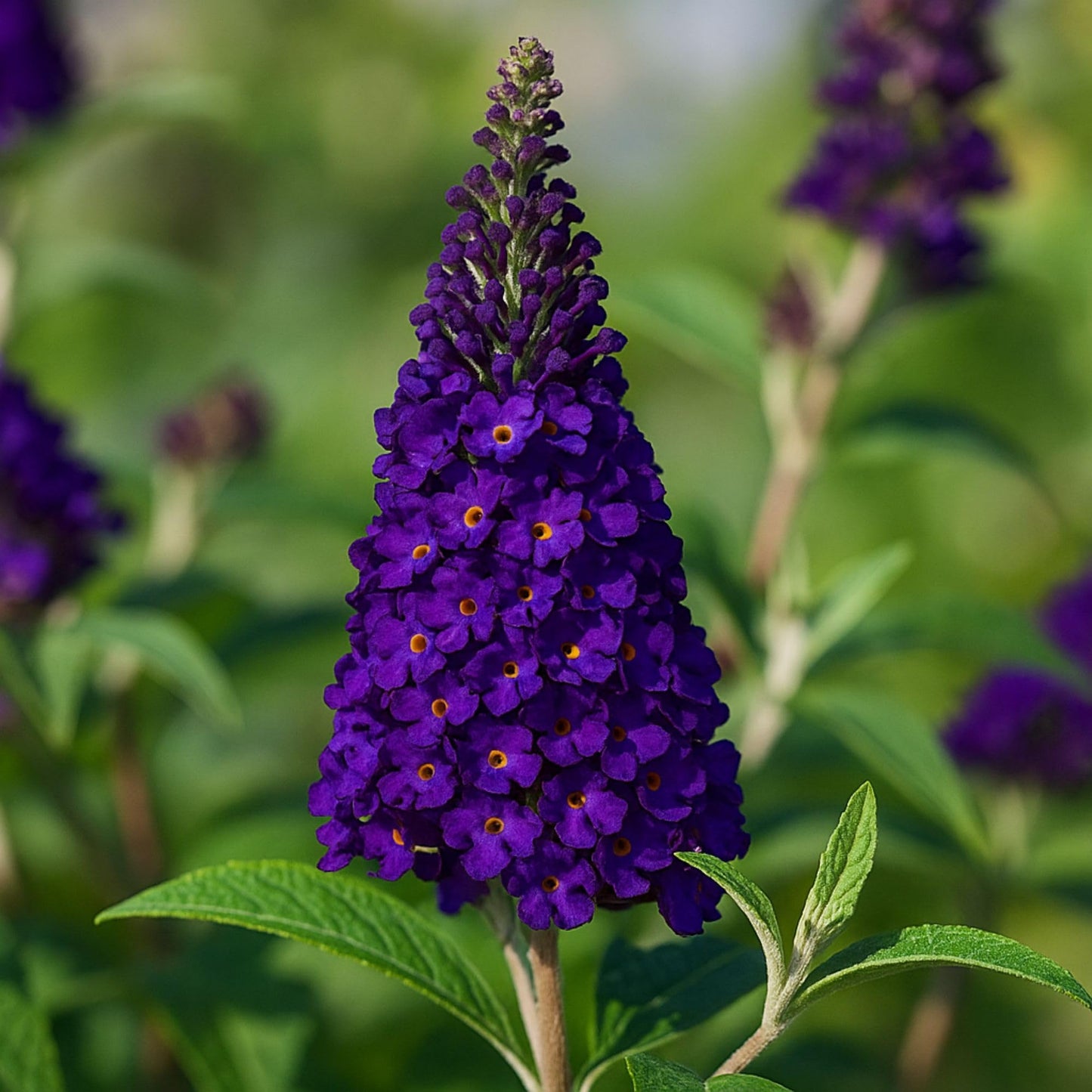 Easy to Grow Buddleia Butterfly Bush Buzz Midnight 1 Plant - Potted Perennial Flower in a Quart Pot, Summer Fragrant Dark Purple Blooms in Sun
