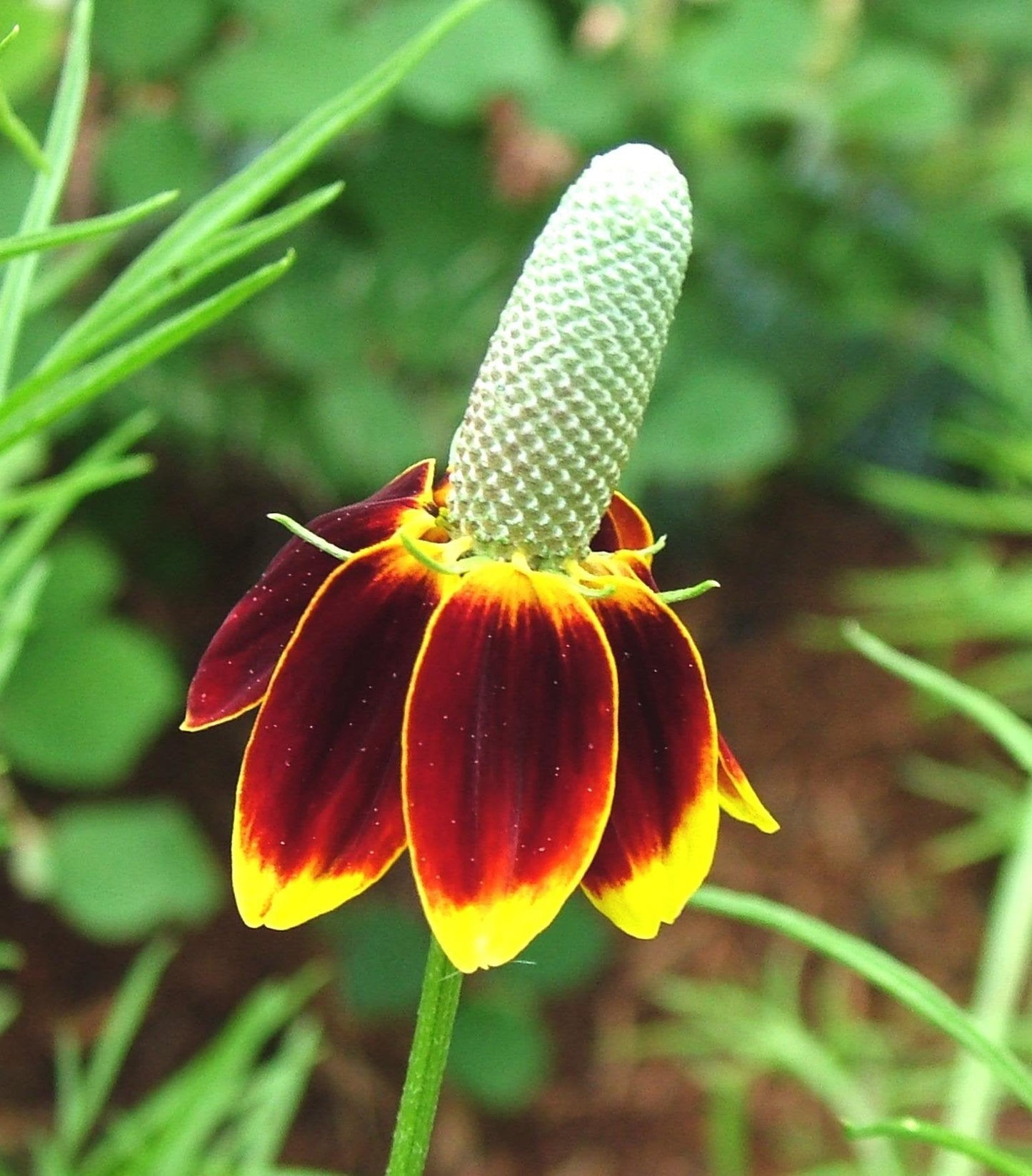 Mexican Hat Nice Garden Flower By Seed Kingdom Seeds (20,000 Seeds)