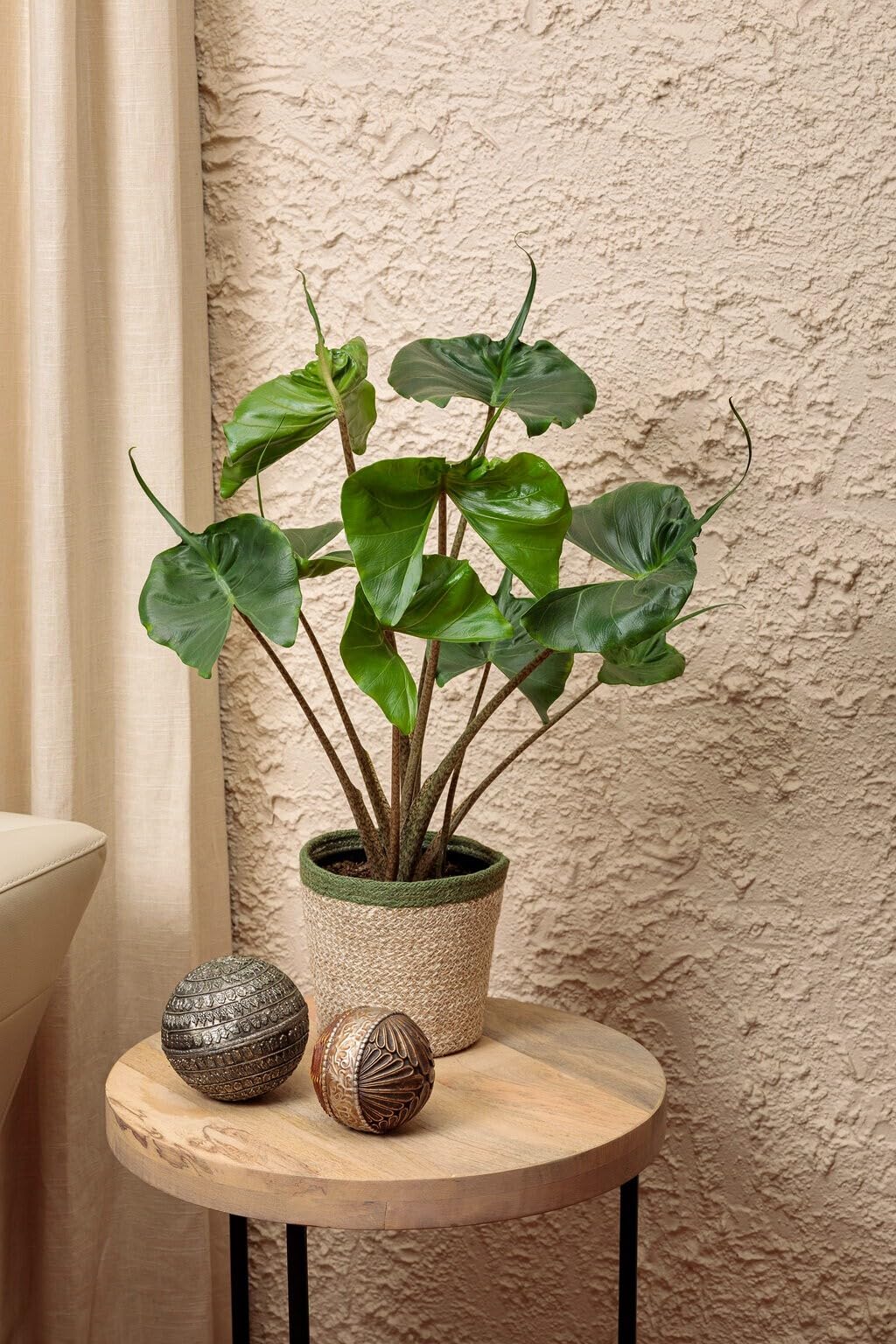 Live Plant - Stingray Alocasia Elephant Ear Small Well Rooted Starter Plant