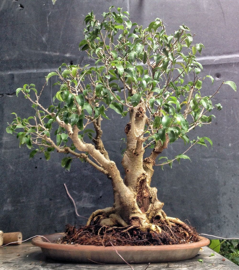 Too Little Weeping Fig - Ficus benjamina - 4" Pot - House Plant/Bonsai