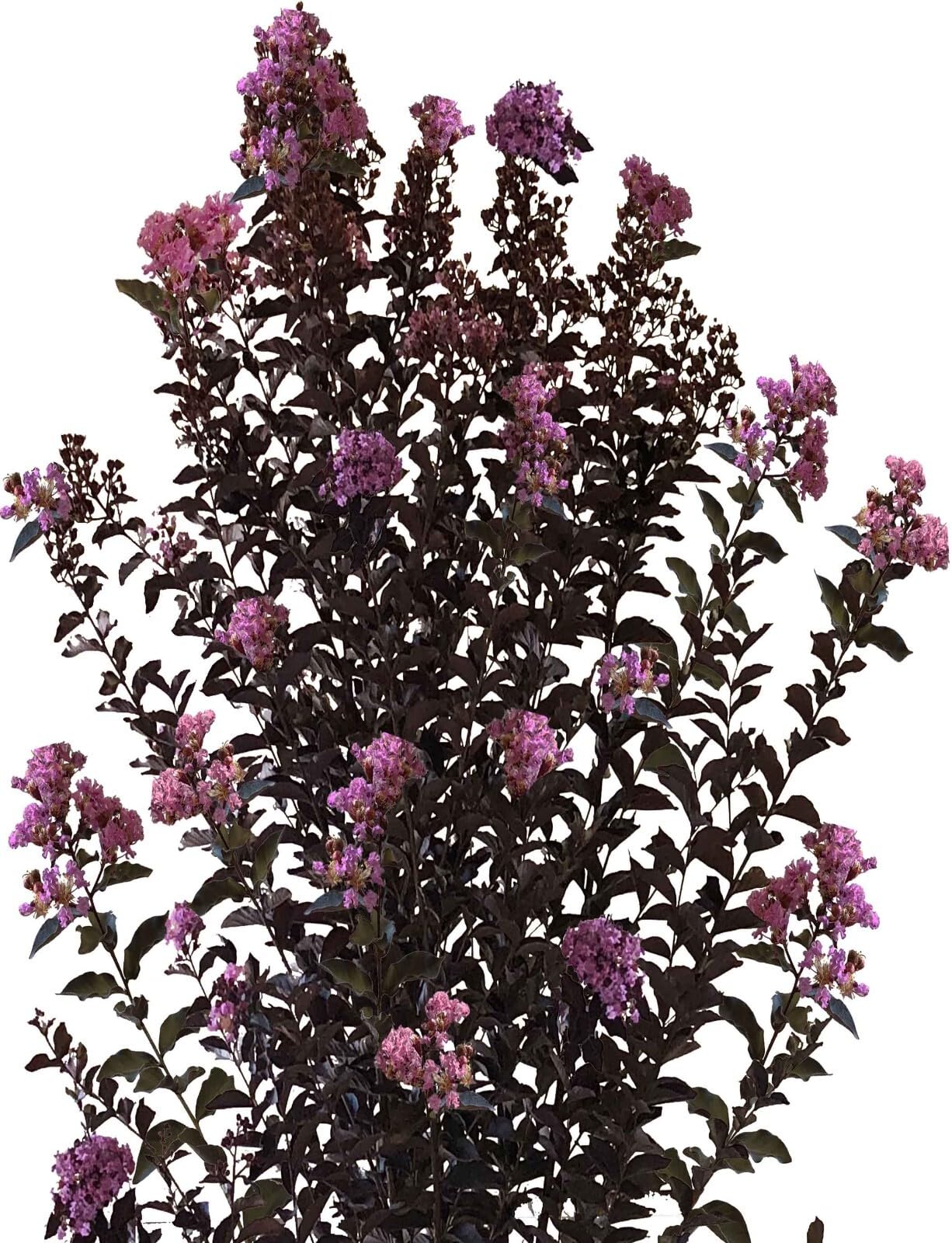 Live Plant - Lavender Skies Thunderstruck Crape Myrtle Starter Lagerstroemia Starter Plant
