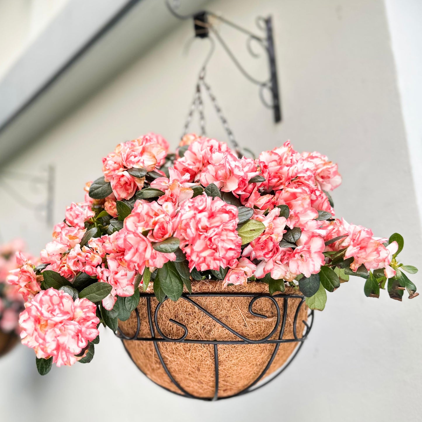 LaLaGreen Hanging Planter for Outdoor Plants (12 Inch, 6 Pack) Hanging Baskets with Coco Liner, Black Metal Wire Flower Basket Pots with Hook Hanger Balcony Porch Farmhouse Country Style Garden Decor