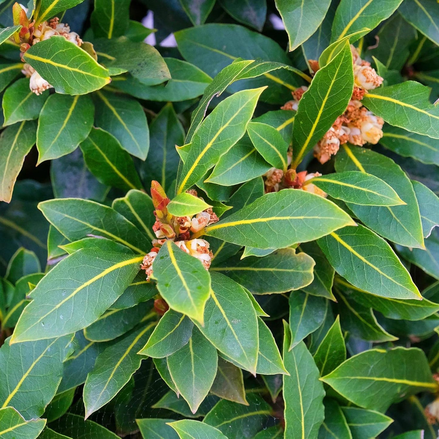 Sweet Bay Laurel Plant Live, Laurus Nobilis Bay Leaf Tree, 5-9" Tall, Fragrant Herb