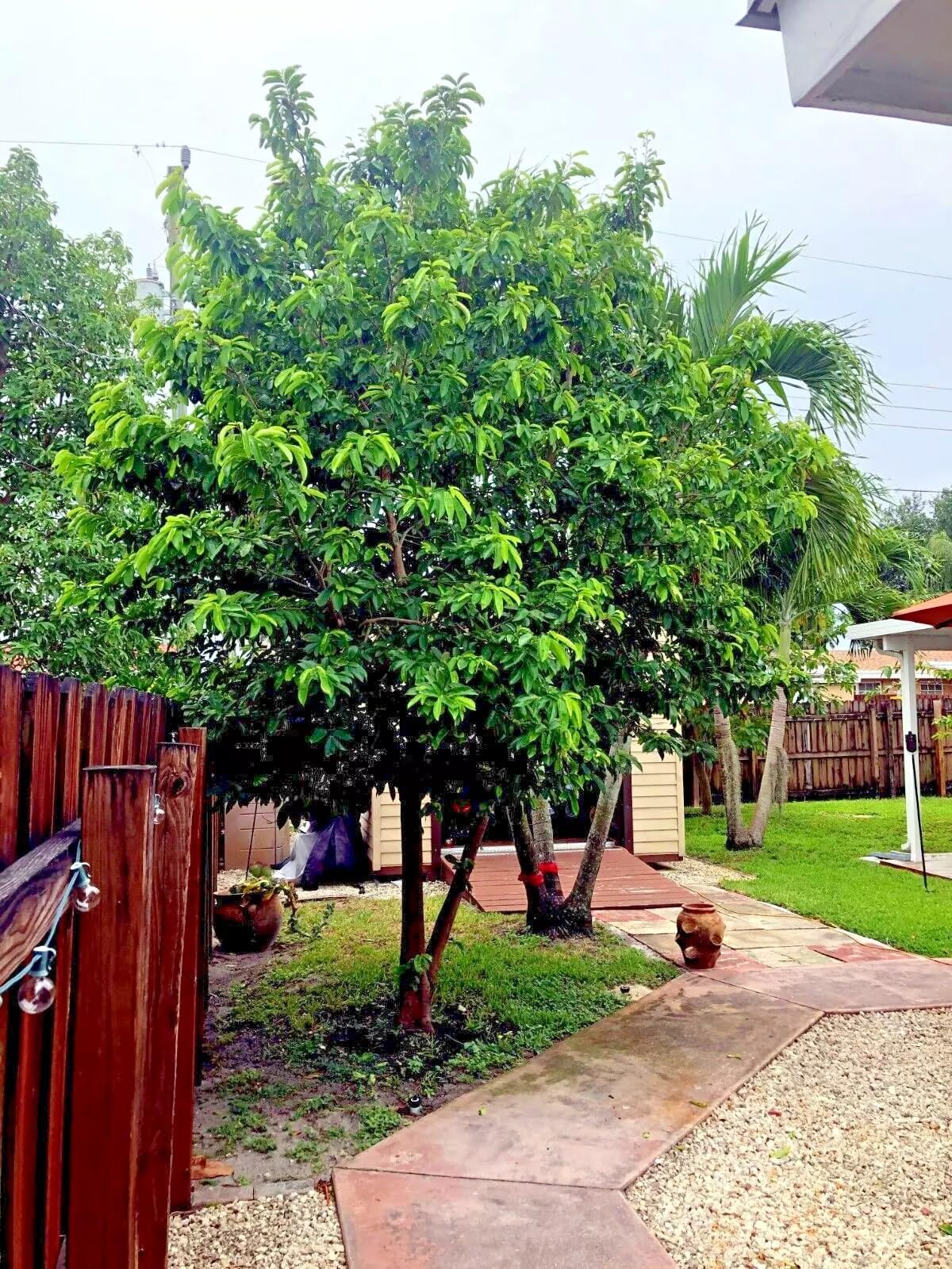 Soursop Fruit Tree Seeds (Annona muricata) - Graviola Tropical Rare Brazilian Pawpaw - 5 Seeds