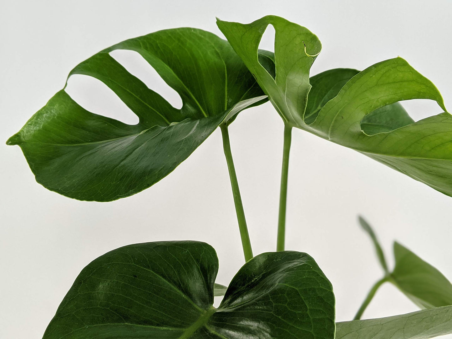 Generic, Monstera deliciosa (Philodendron Monstera, Swiss-Cheese Plant) Live Indoor House Plant, 4 inchPot