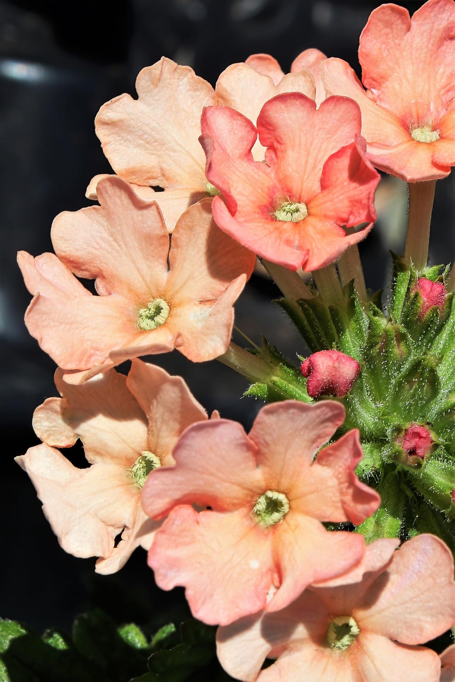 Dwarf Apricot Verbena Seeds, Fragrant Butterfly Flower, Apricot, Spring to Fall Bloom, Sun, 50 Seeds