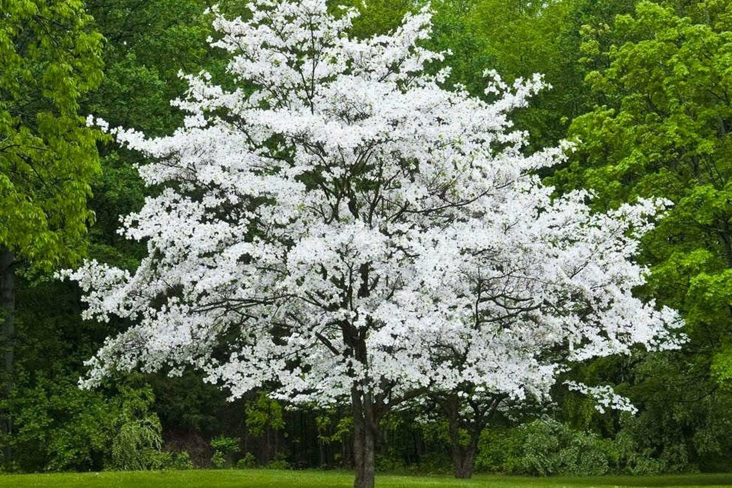 2 White Flowering Dogwood Trees - 24-36" Tall (2-3 Ft) Live Plants - Cornus Florida