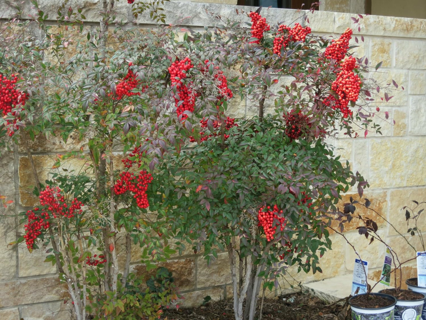 Live Plant - 2 Heavenly/Sacred Bamboo Shrubs - 6-9" Live Plants, 2.5" Pot - Nandina domestica