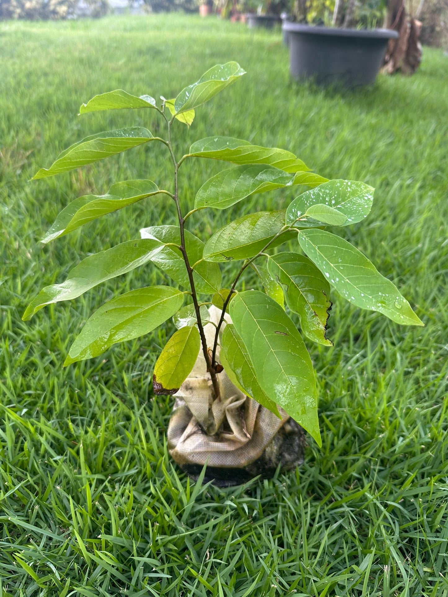 Red Custard Apple Tree – 8–12 in Live Tropical Fruit Tree Seedling (Annona reticulata L) | Naturally Grown from Seed | Sweet, Creamy Red-Fleshed Fruit | Rare Fast-Growing Live Plant