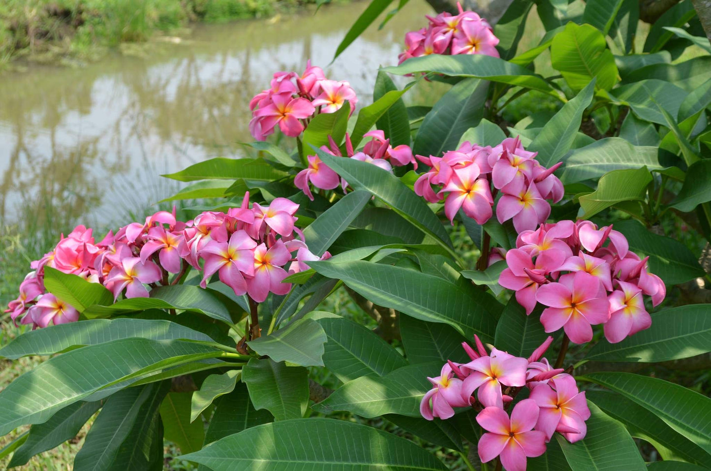 Pink Plumeria Plant Cuttings Live Hawaiian Tropical Plants 9-12 inches Long 1 Pack Discount Hawaiian Gifts