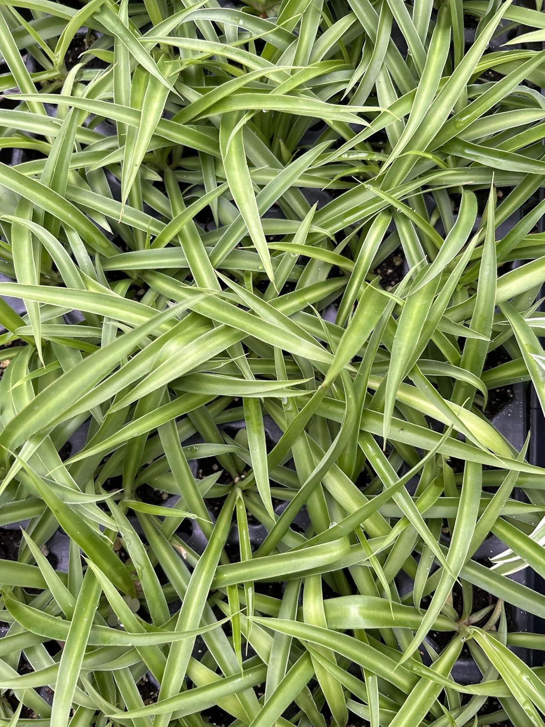 Live Green Spider Plants - 2 Starter Plugs for Home & Office Decor - Air Purifying Houseplants with White & Green Variegated Foliage - Easy to Grow Indoor Outdoor Garden Plant