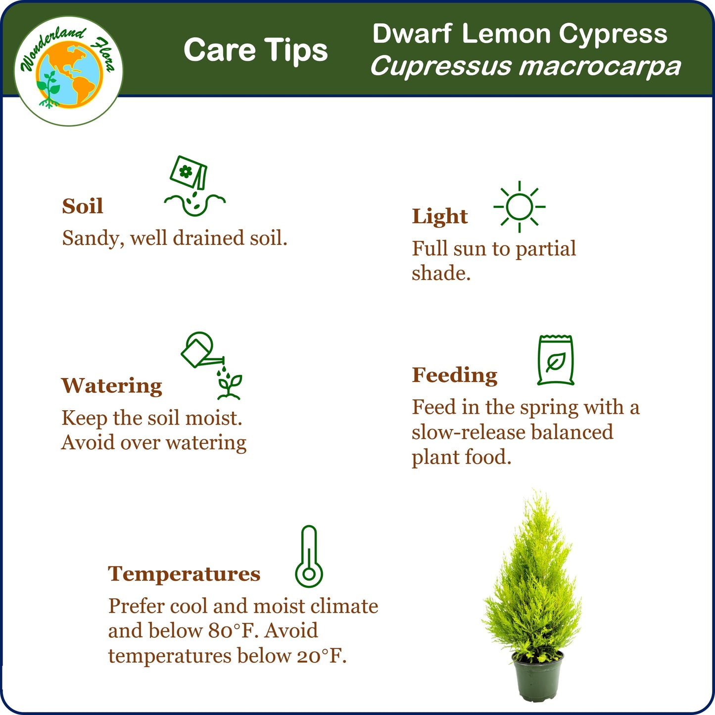 Live Dwarf Lemon Cypress, Cupressus macrocarpa 'Goldcrest Wilma', Indoor Tree, Houseplant, 6-in Pot