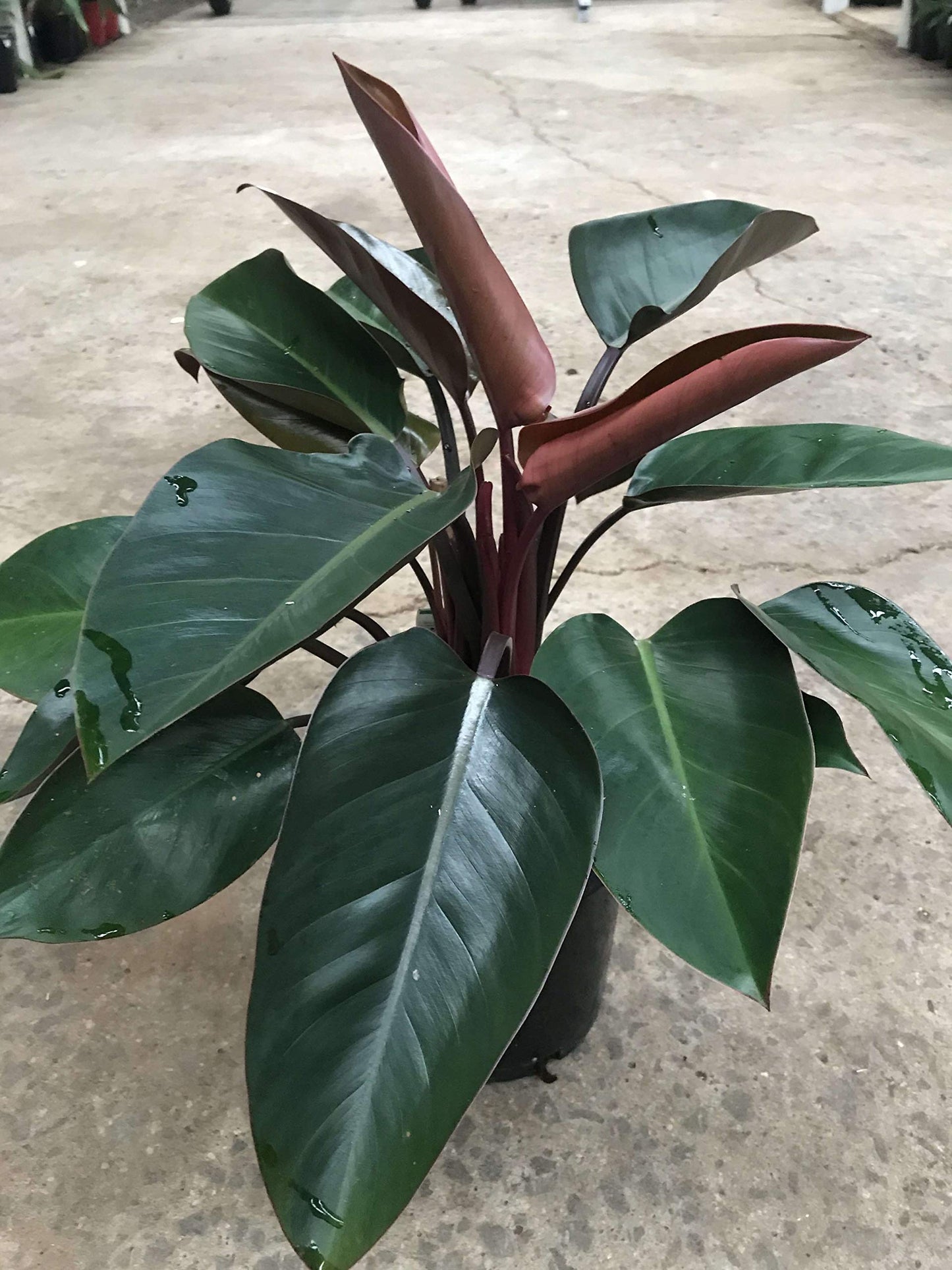 Philodendron Congo Rojo - Live Plant in an 10 Inch Growers Pot - Philodendron ‘Rojo Congo’ - Beautiful Indoor Outdoor Air Purifying Houseplant