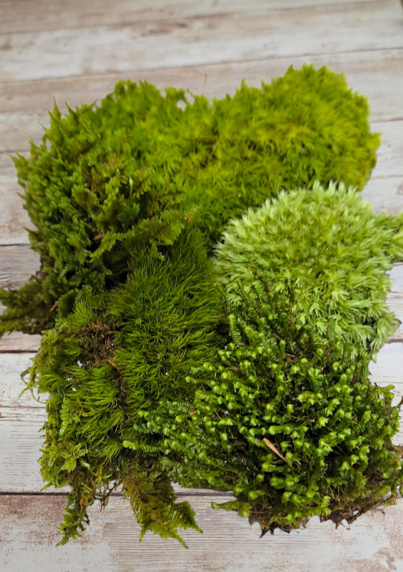 1 Square Foot Tin Roof Treasure Live Moss Assortment