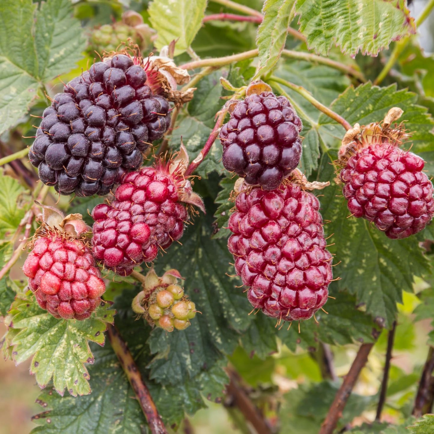 Combo 3 Sweet Boysenberry Plants Live for Planting, Fruit Bearing Vine for Home Growing, 4–6" Tall Starter Plants for Outdoor Gardens