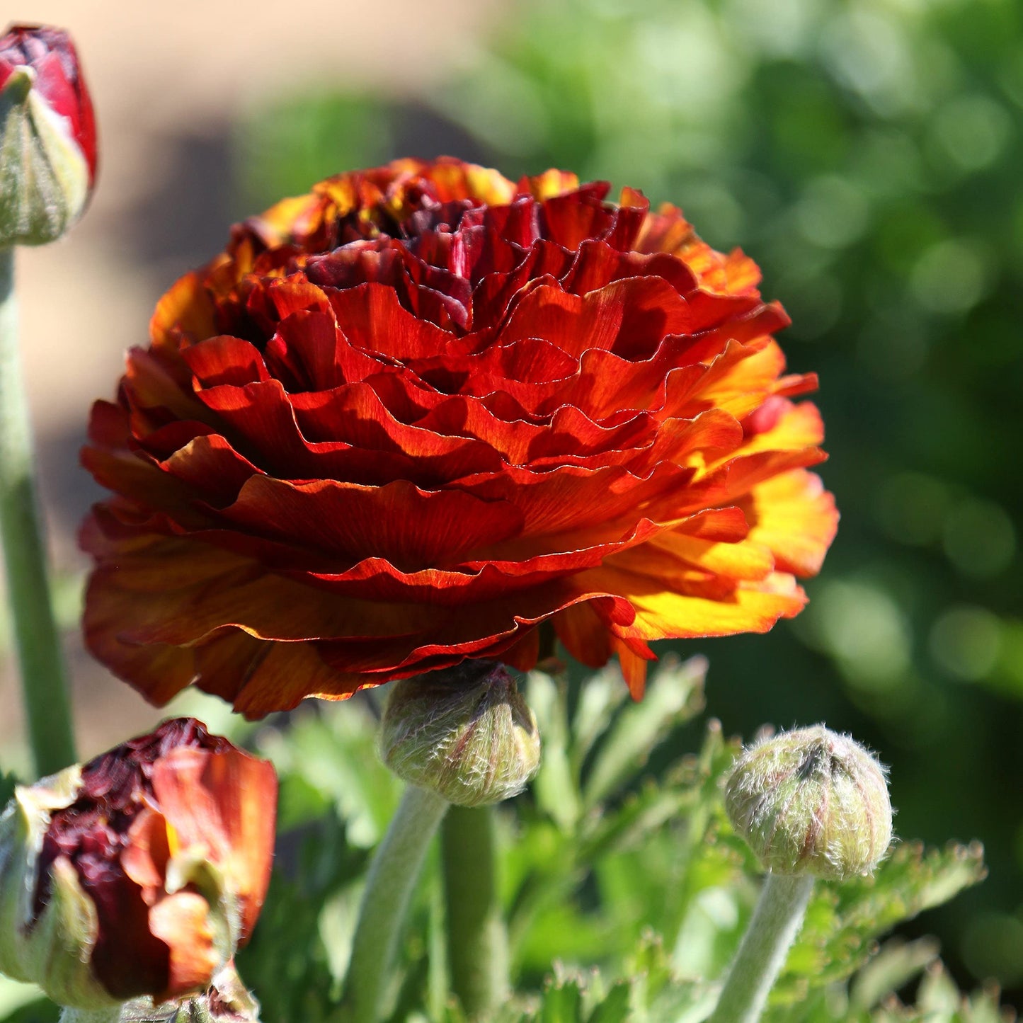 Easy to Grow Ranunculus Tecolote Cafe 10 Flower Bulbs - Spring Bronze Red & Yellow Blooms in Sun, Carlsbad Flower Fields, Great for Cutting