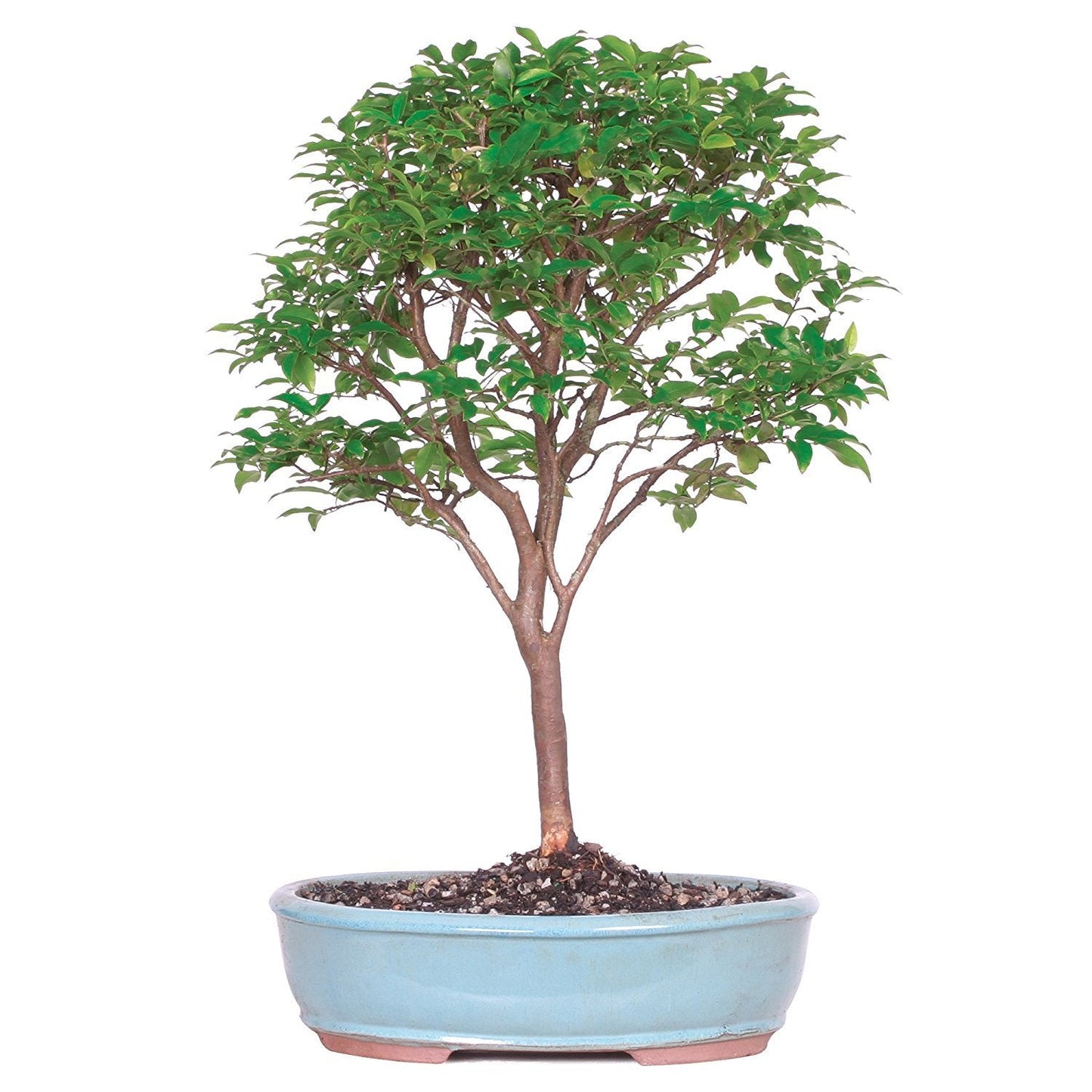 Brussel's Bonsai Live Jaboticaba Bonsai Tree - Large, 6 Year, 10 to 14 Inches - Indoor Live Bonsai Tree with Ceramic Bonsai Pot