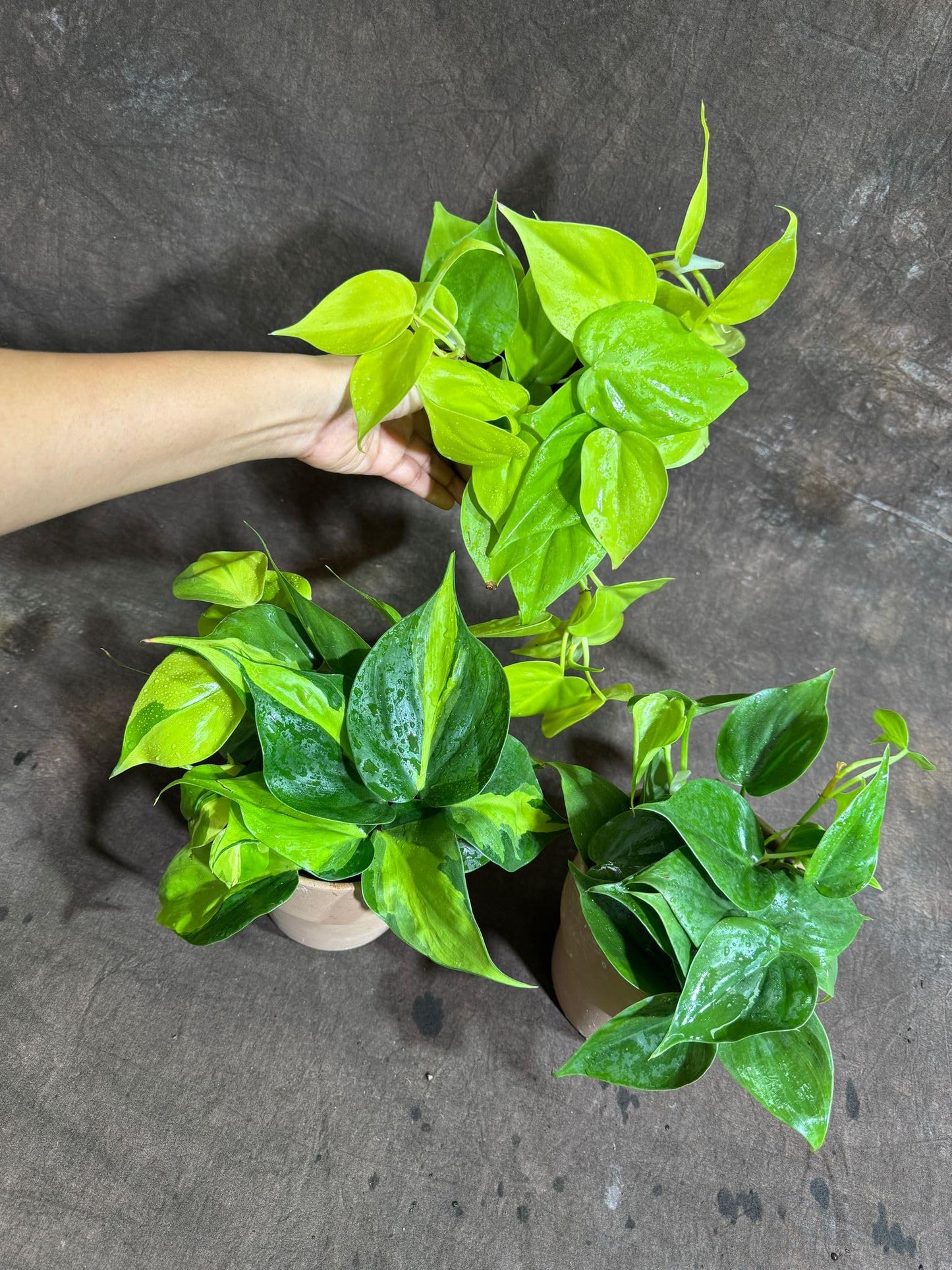 PLANTVERS Set of 3 Philodendron Plants in 4'' Nursery Pots – Brazil, Lemon Lime & Jade Heartleaf Philodendron Varieties – Live Indoor Vining Houseplants – Variegated Easy Care & Air Purifying Plants