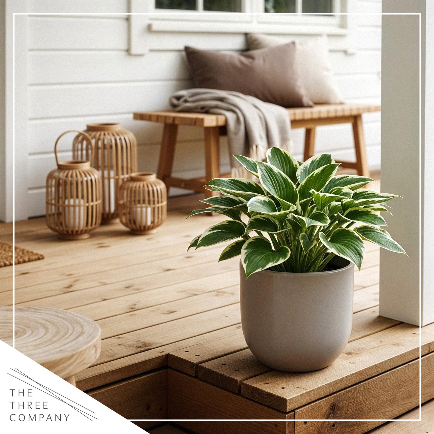Live Perennial Hosta - Bedazzled (3 Plants Per Pack) Beautiful Accent Plant, 10" Tall by 4" Wide in 1 Qt Pot