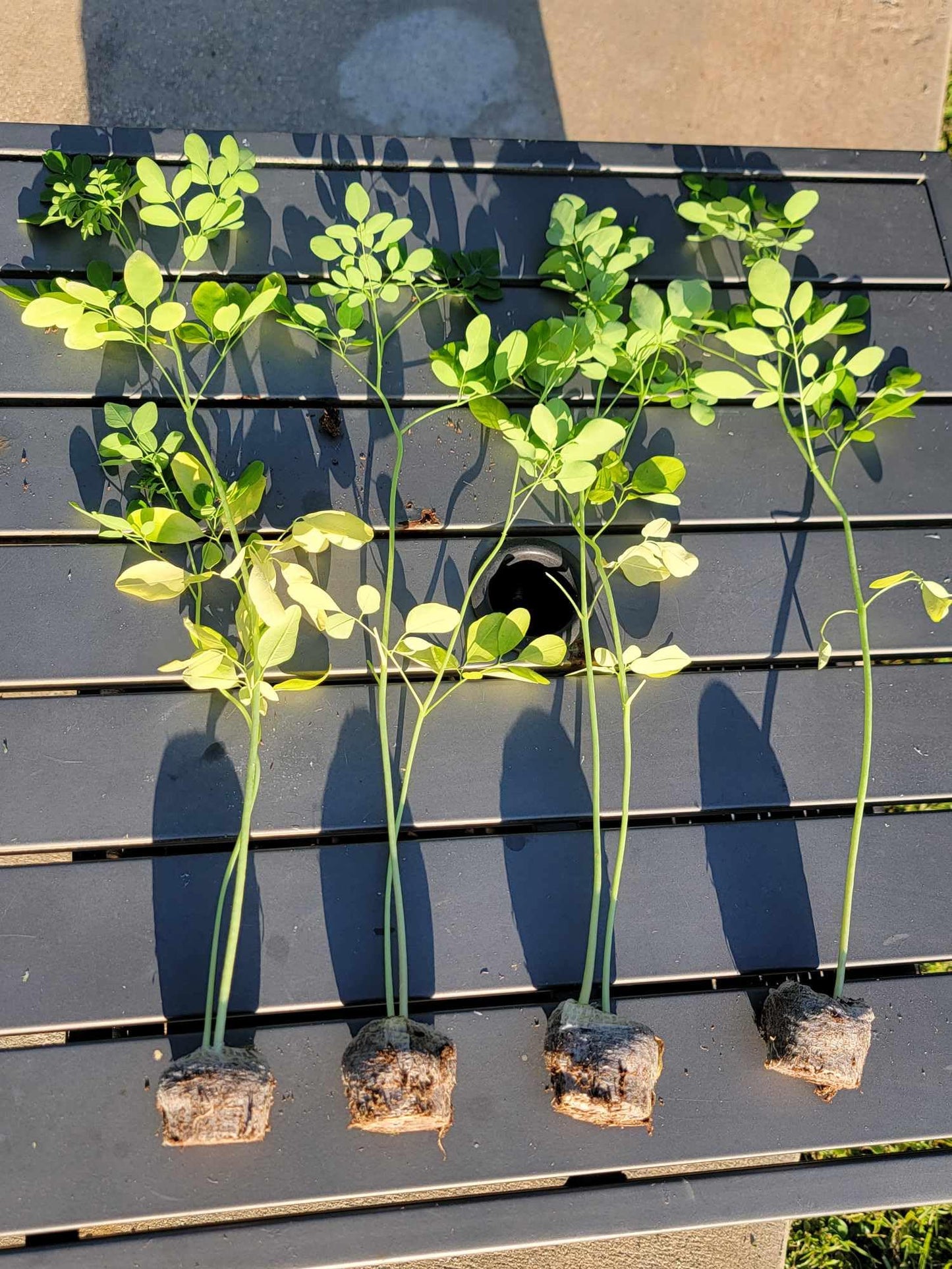 Moringa Plants 5 Moringa Trees Live Plants with Free Moringa Seeds - Moringa Oleifera - Drumstick Tree - Miracle Tree - Natural Herb