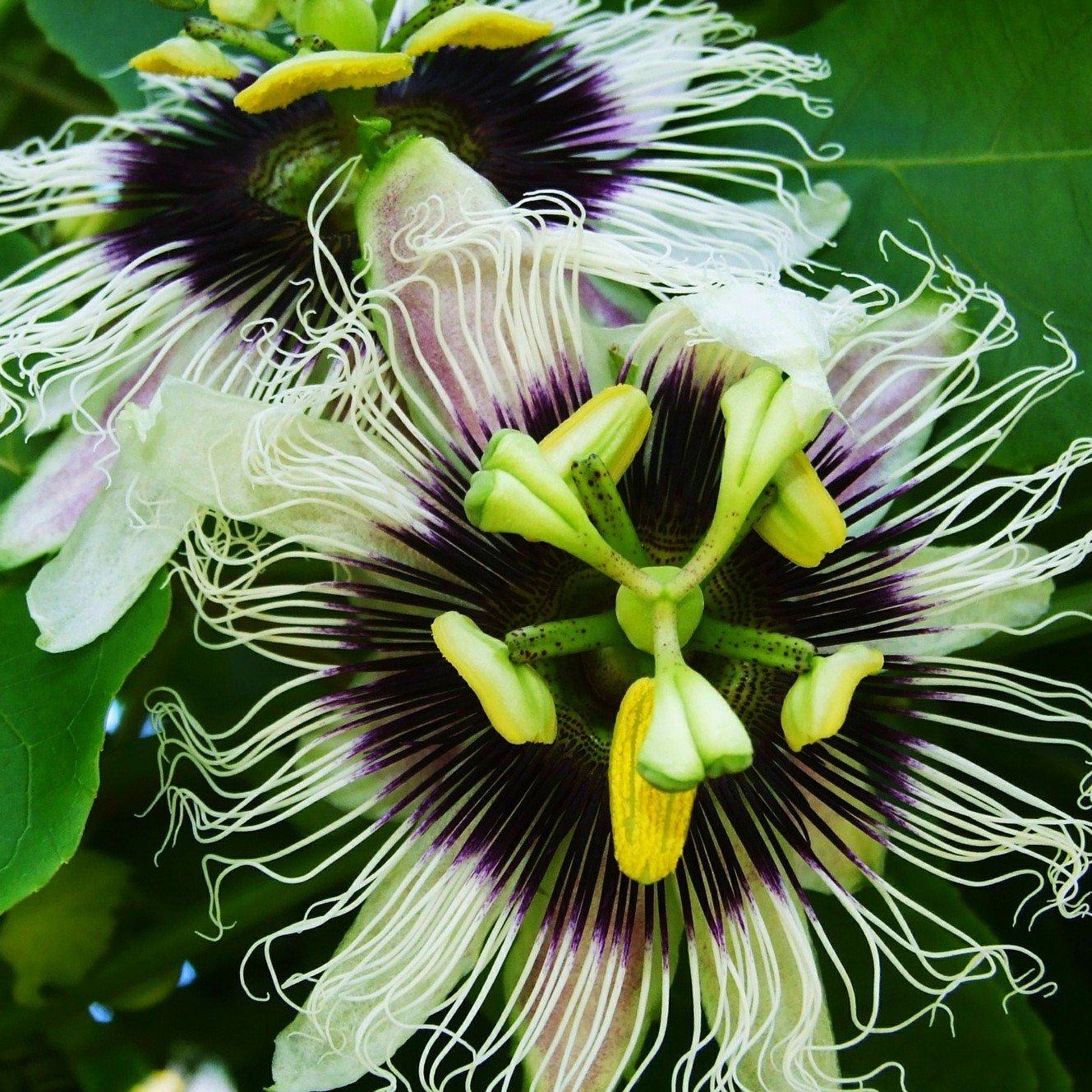 Easy to Grow Passion Flower Edulis Frederick 1 Plant - Potted Vine in Quart Grower Pot, Summer Purple & White Blooms in Sun (Passiflora)
