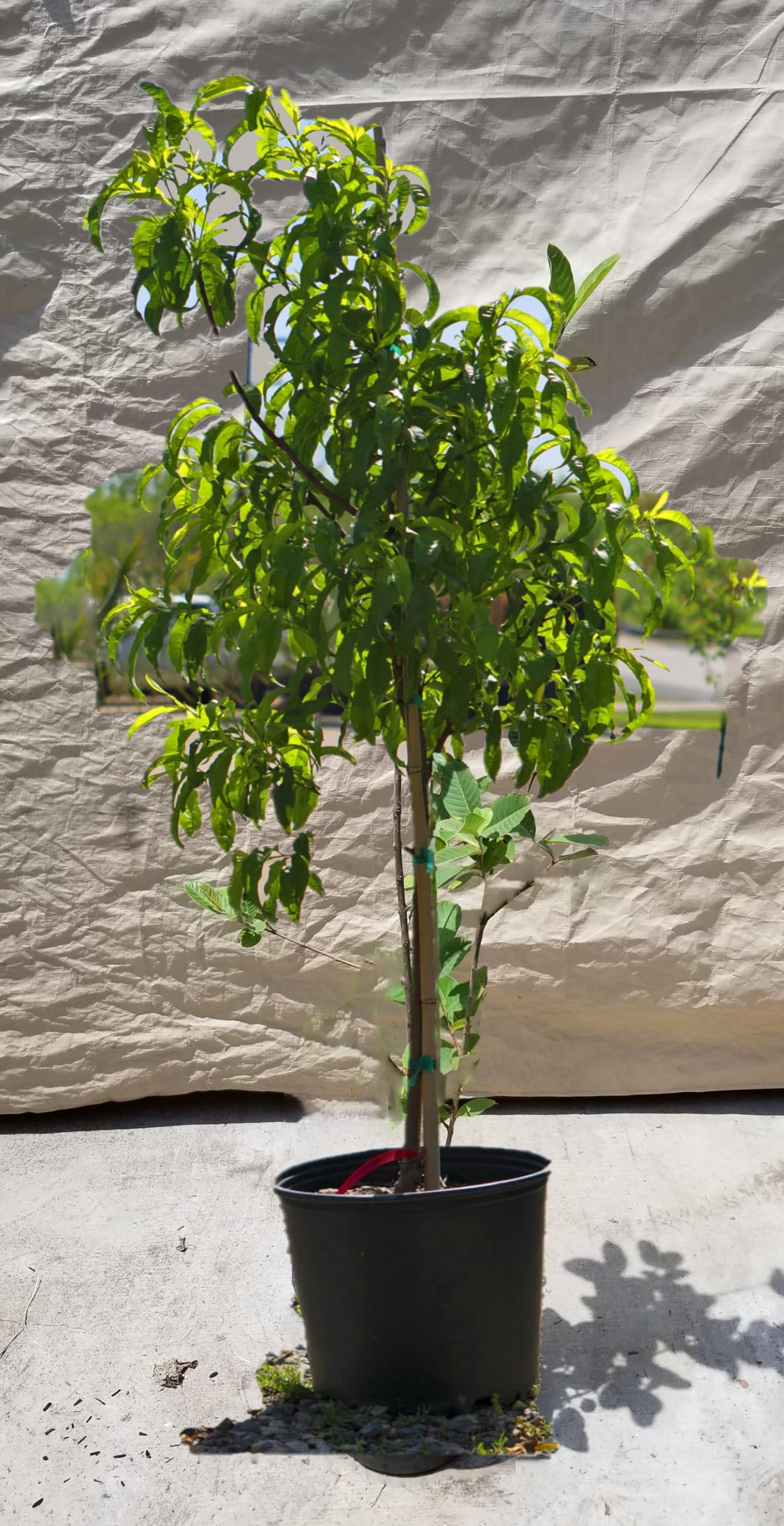 Grafted Apricot Tree (Blenheim apricot, 5 Gallon)