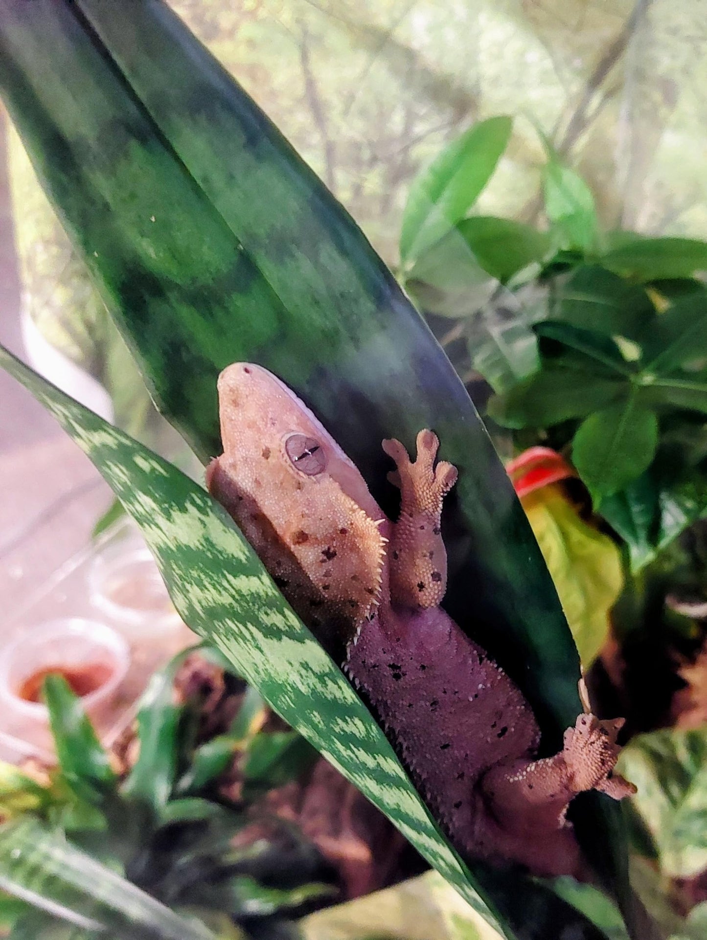 Josh's Frogs Sansevieria spp. 'Snake Plant' - Grower's Choice (2" Pot)