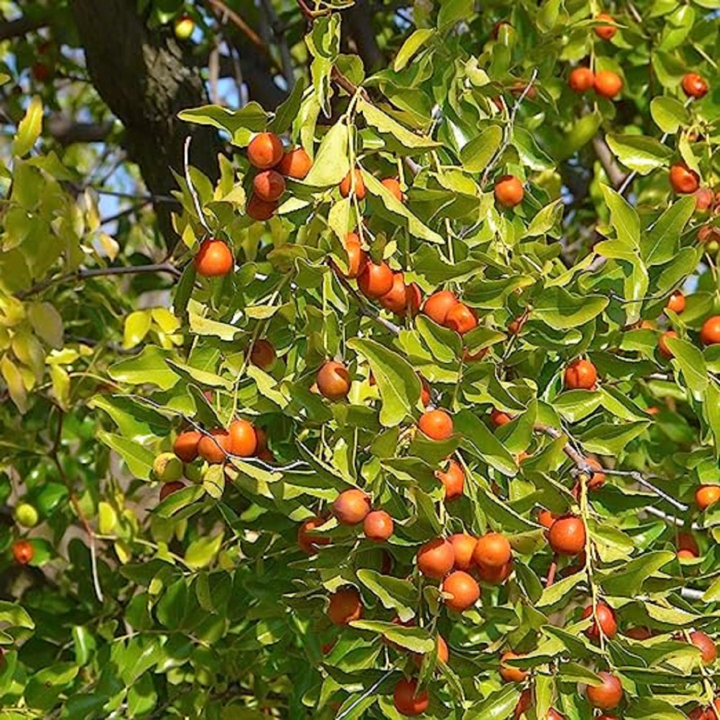 20 Pcs Indian Jujube Tree Seeds (Ziziphus Jujuba) for Planting – Fruit Seeds for Home Garden, Terrace Garden, Outdoor Pots, and Backyard Growing