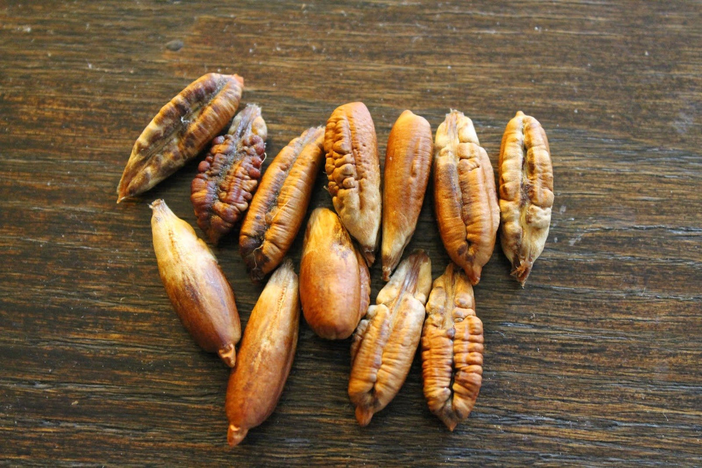 10 Medjool Date Palm SEEDS, Pits, Phoenix dactylifera Large Fruit Mejhool Dates