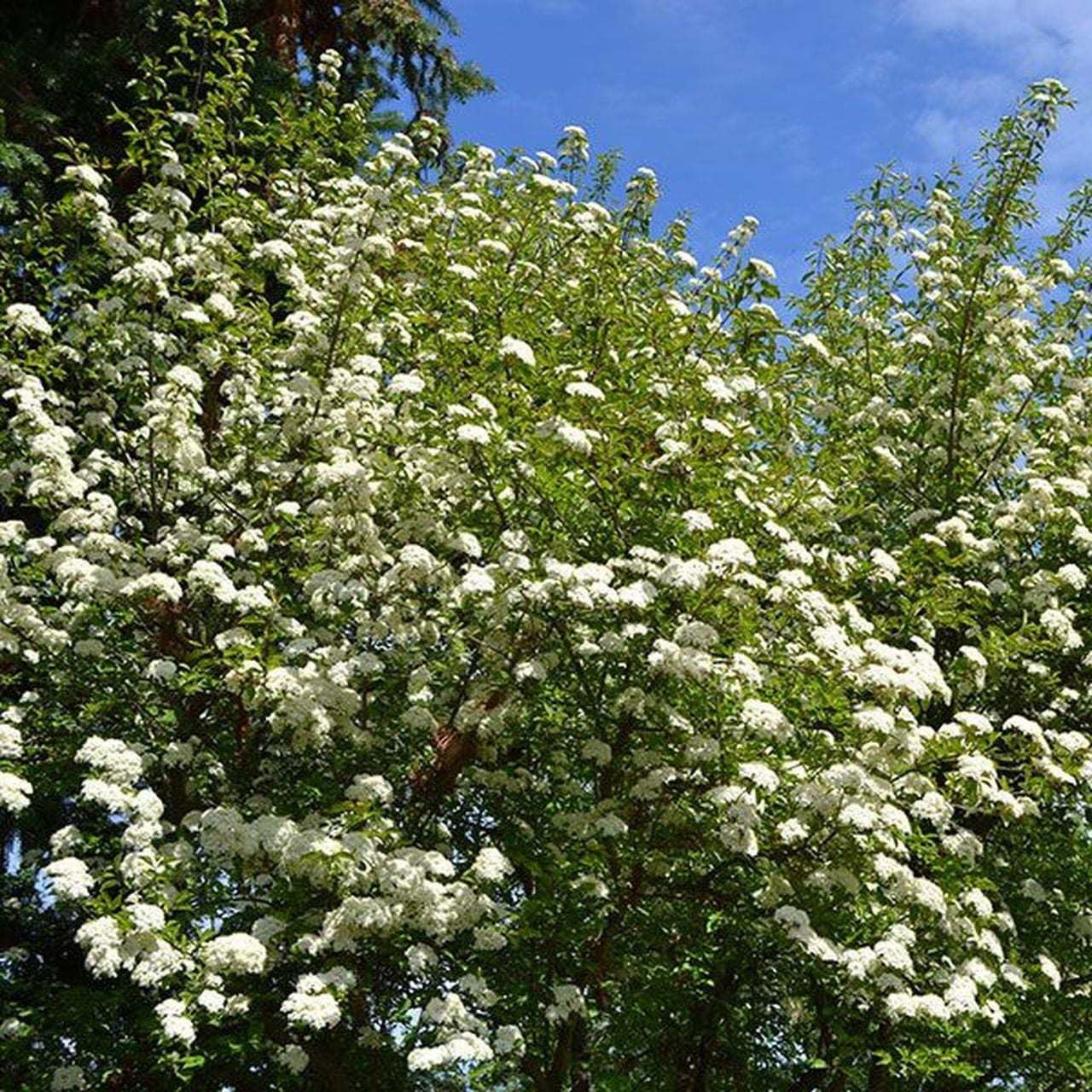 Live Plant - 2 Blackhaw Viburnum Shrubs/Trees - Live Potted Plants - 6-12" Tall - 4" Pots