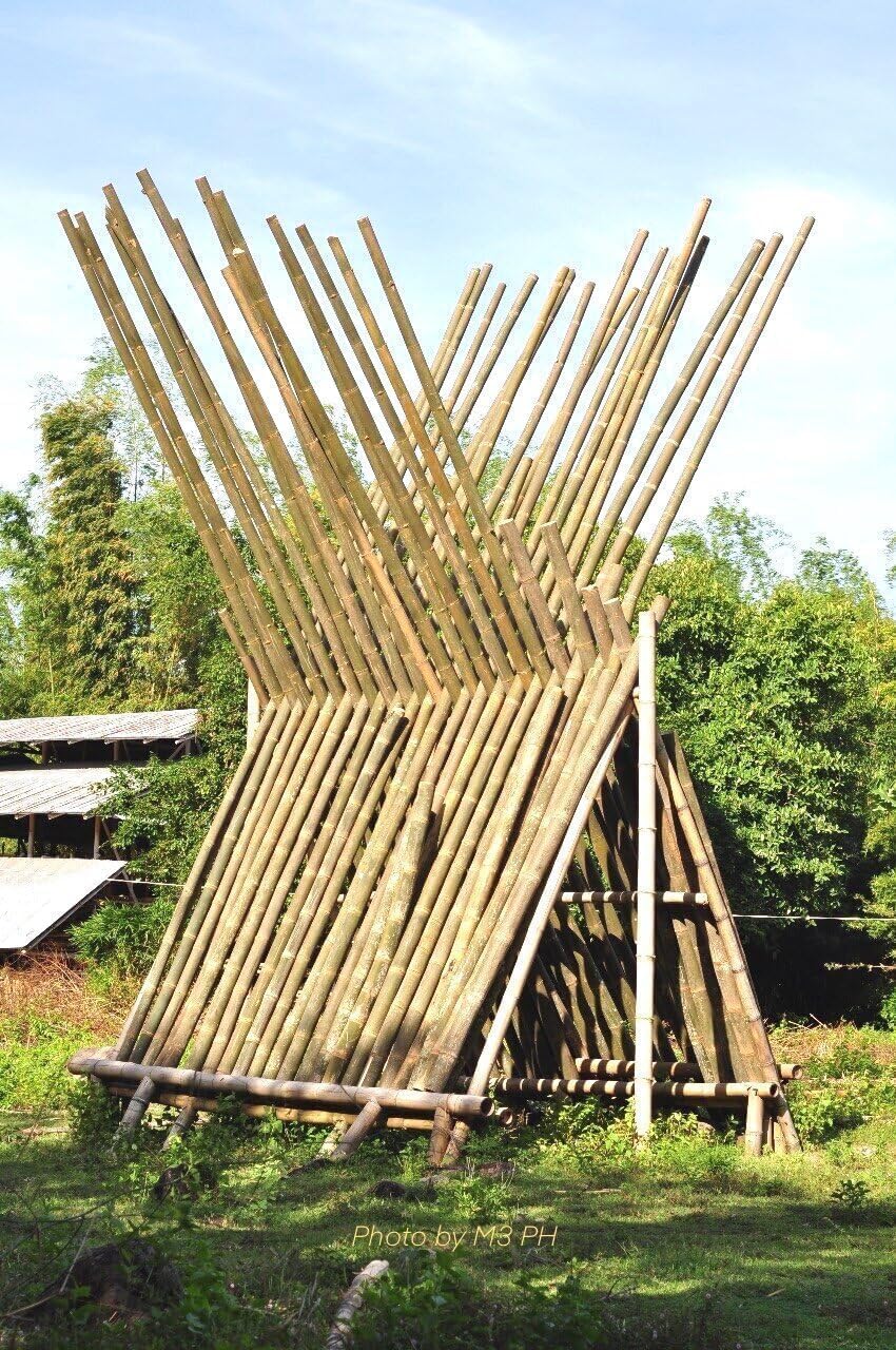 Asper Bamboo | 1 Large Trade Gallon Size Plant | Dendrocalamus Asper | Fast Growing Privacy Screen, Tropical Landscape, Non-Invasive Clumping, Hardy Outdoor Hedge, Ideal for Windbreaks
