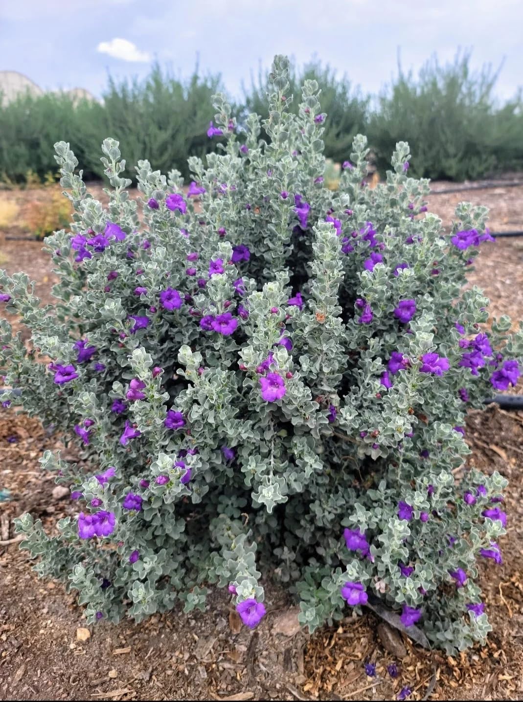 Dwarf Texas Sage Live Plants (5-9") - Pack of 2 (Two) - Leucophyllum frutescens 'Compacta' - Drought Tolerant Silver Shrub - Compact Purple Blooming Barometer Bush