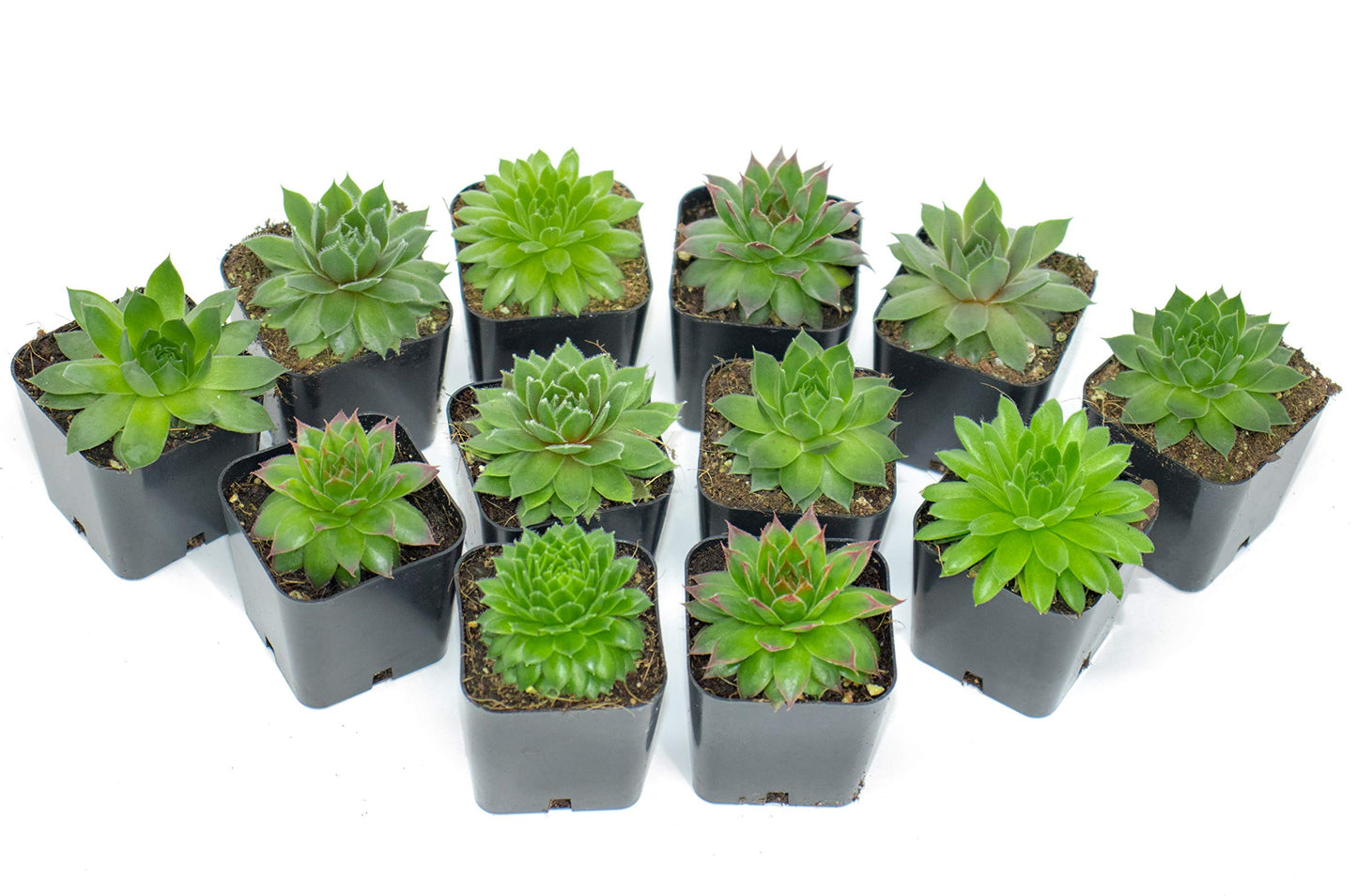 Succulent Plants | 5 Sempervivum Succulents | Rooted in Planter Pots with Soil | Real Live Indoor Plants | Gifts or Room Decor by Plants for Pets