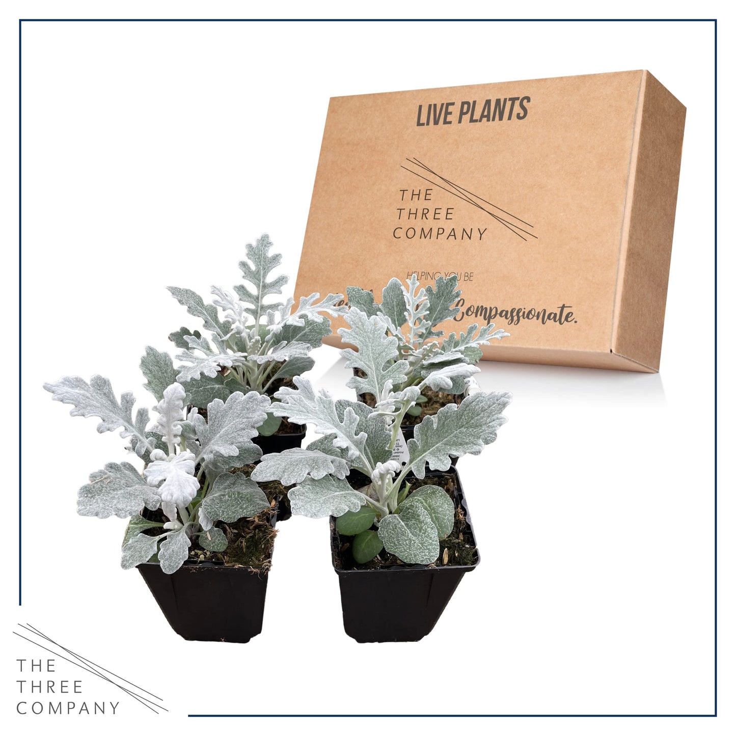 Live Spring Dusty Miller - 4 Plants Per Pack - 6" Tall by 4" Wide in 1 Pint Pot