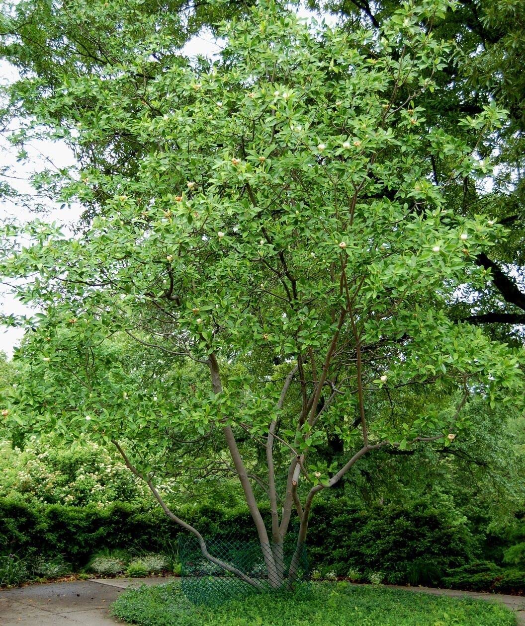 Sweetbay Magnolia Tree 10-18" Tall in a Quart Pot - Live Plant Magnolia