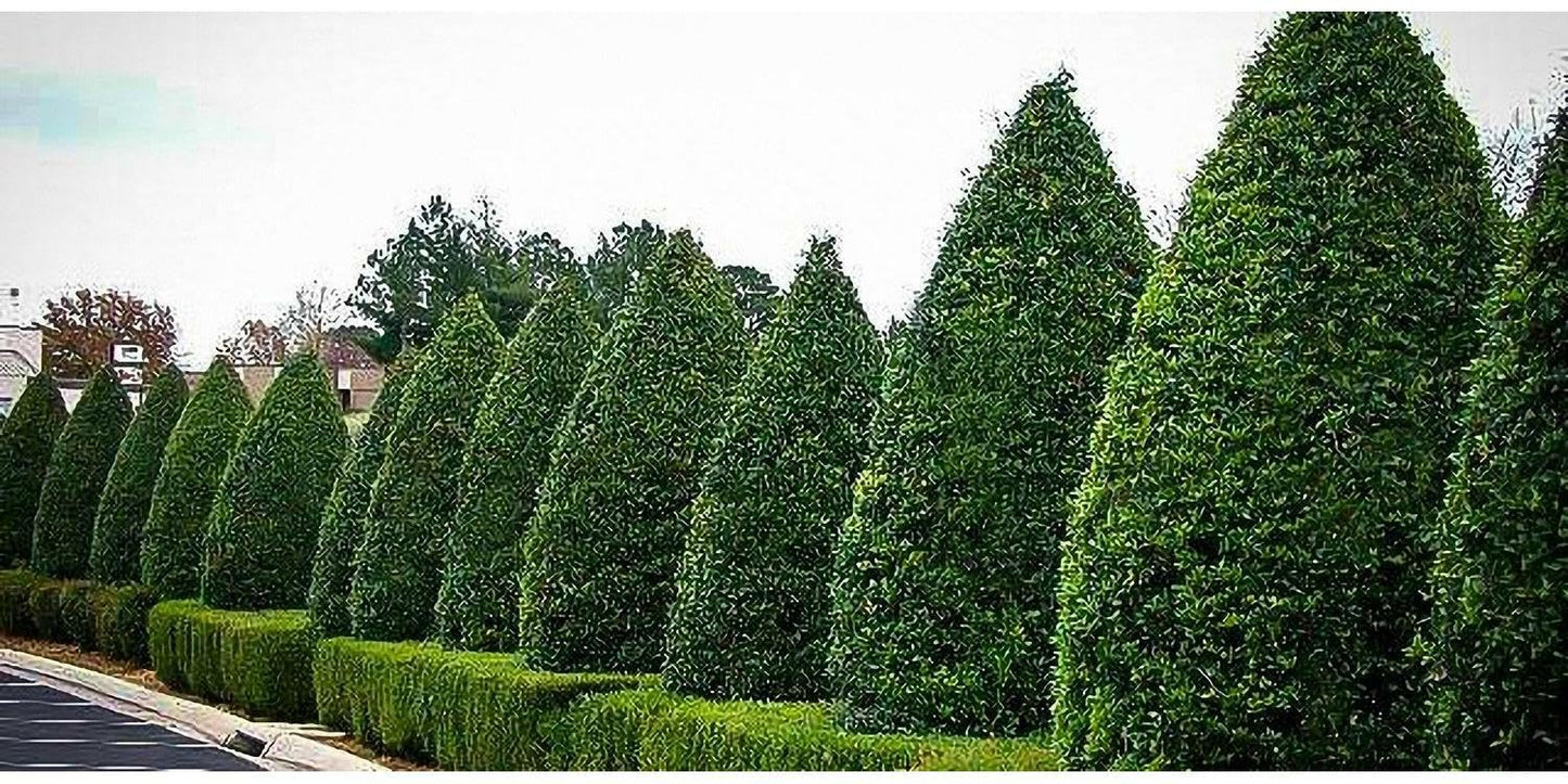 Live Plant - Foster Holly Shrub/Hedge - Live Potted Tree - 12-24" Tall Plant - Gallon Pot