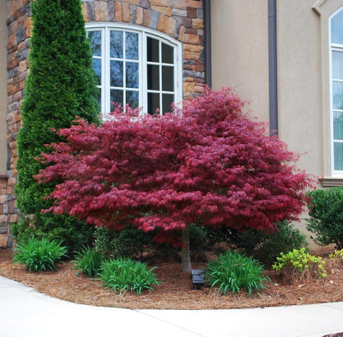 30pcs Red Japanese Maple Tree Seeds (Acer Palmatum Atropurpureum) - Vibrant Garden Beauty