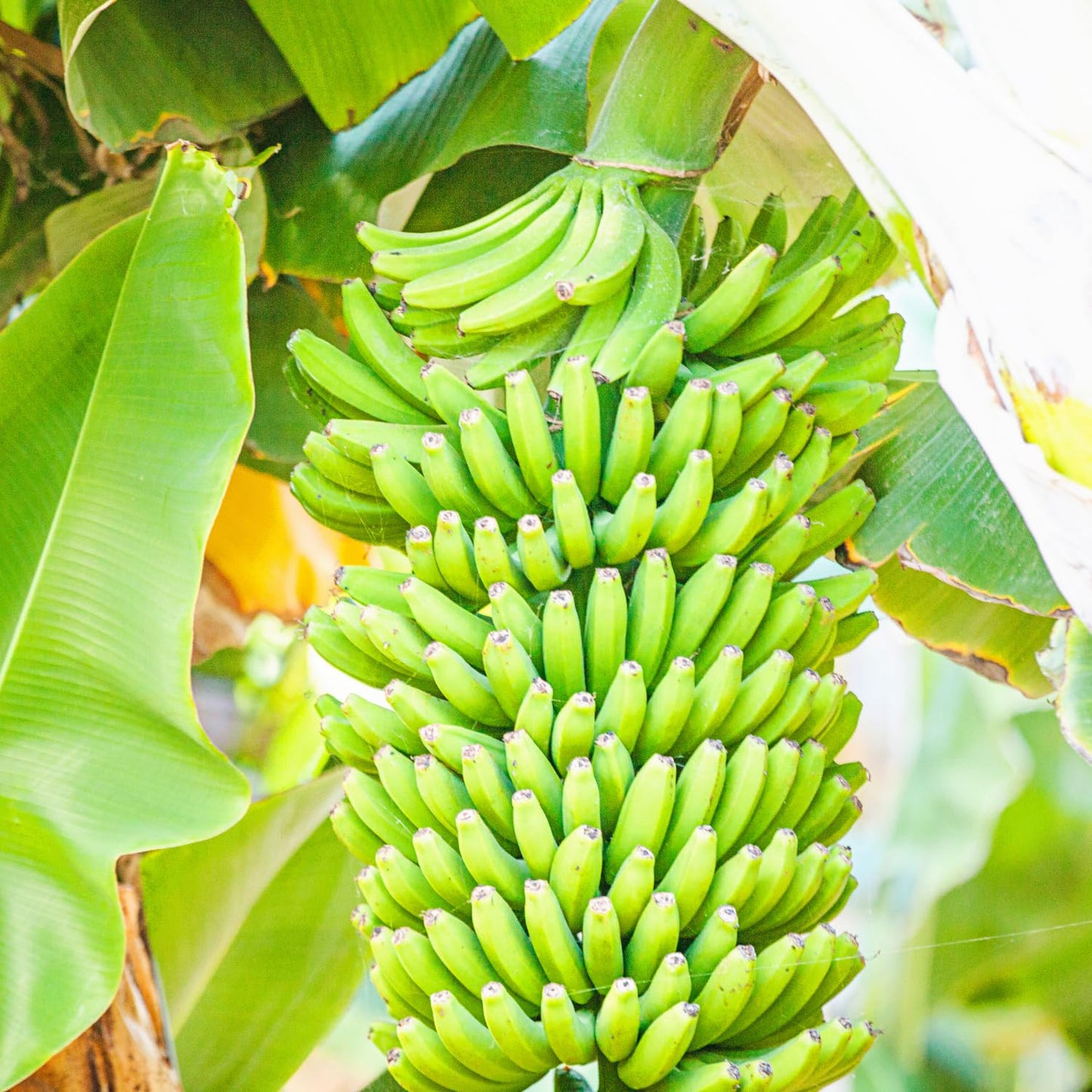 Grand Nain Banana Tree Starter, Live Banana Plant 5 Inches Height Bareroot, Fruit Tree Live Plant