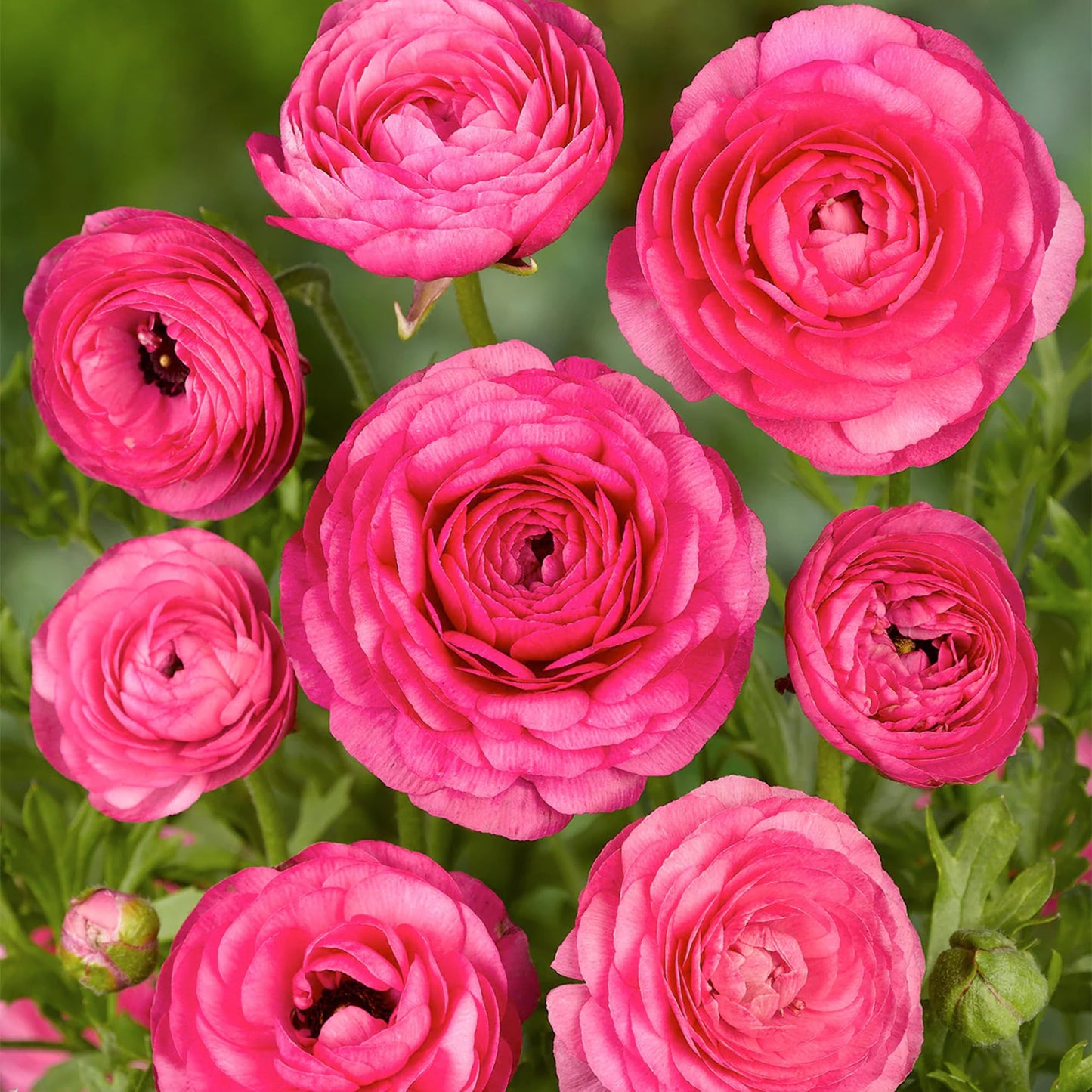 Bloomingbulb Pink Ranunculus Flower Bulbs (10-Pack) πΈ Perennial Bulbs for Planting Outdoors β Lush, Layered Blooms β Elegant Fall Flowers Bulbs for Beds & Bouquets