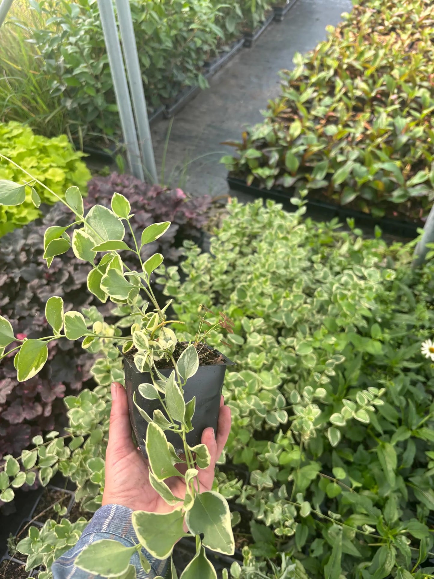 Varigated Vinca Major Plants Periwinkle/Vinca - Hardy Groundcover in 3.5 inch Pots (2 Count)