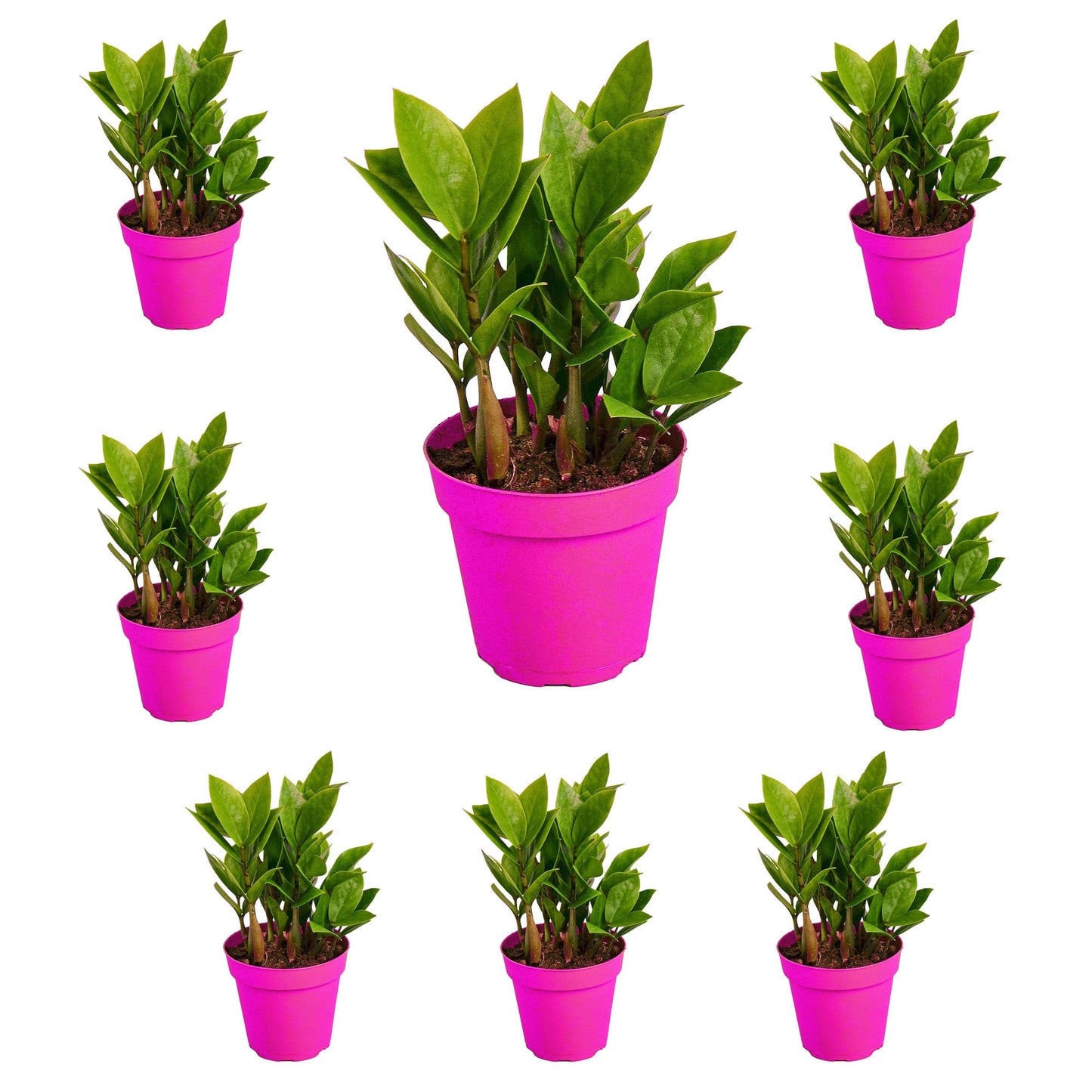 8 Pack Zamioculcas Zamiifolia ZZ in 4in Pot - Live Plants Tropical Houseplants | Variegated | USA Growers | The Snobby Leaf