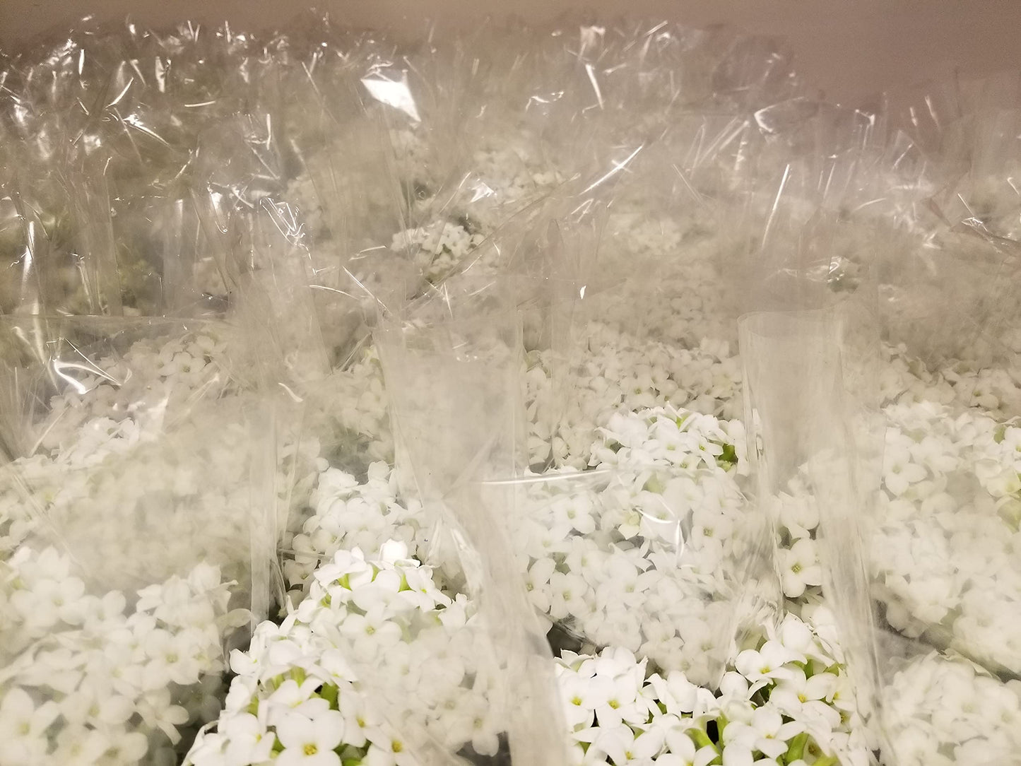 Gifts In Bloom Live White Kalanchoe 4 Inch Plant