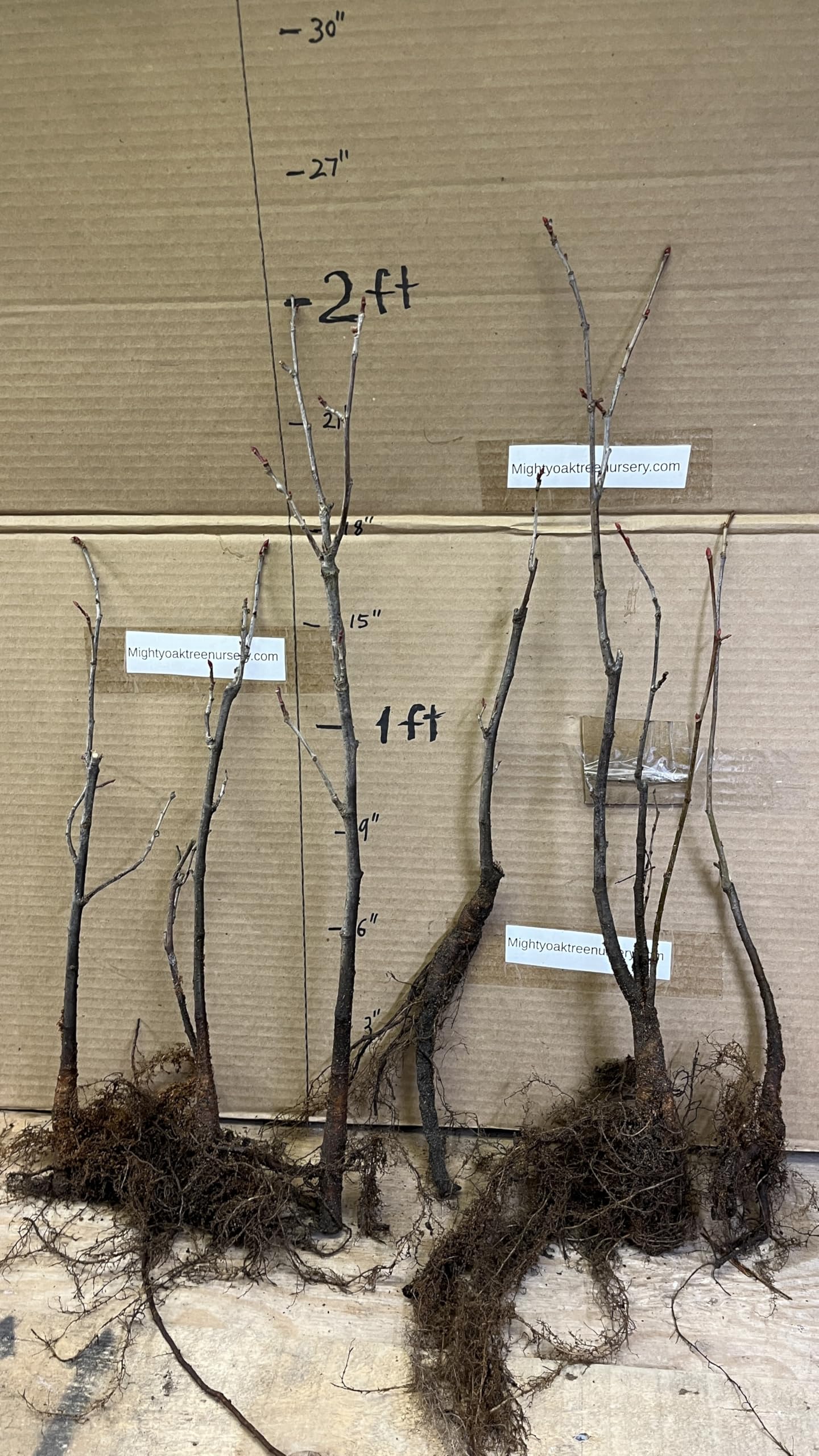 6-12” 1 Year Old Tilia Americana Tree, (American Basswood) Bare Root