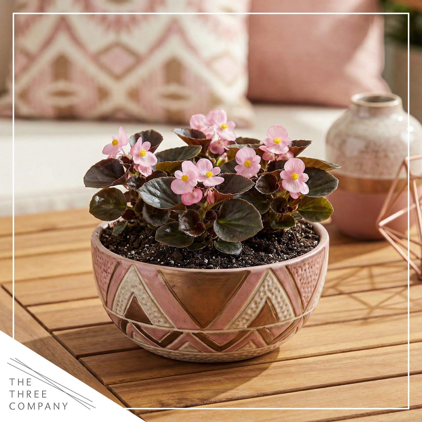Live Begonia - Dark Leaf Cocktail Pink (4 Per Pack), Beautiful Shade Annual, Ships 8" Tall by 4" Wide in 1 Pt Pot