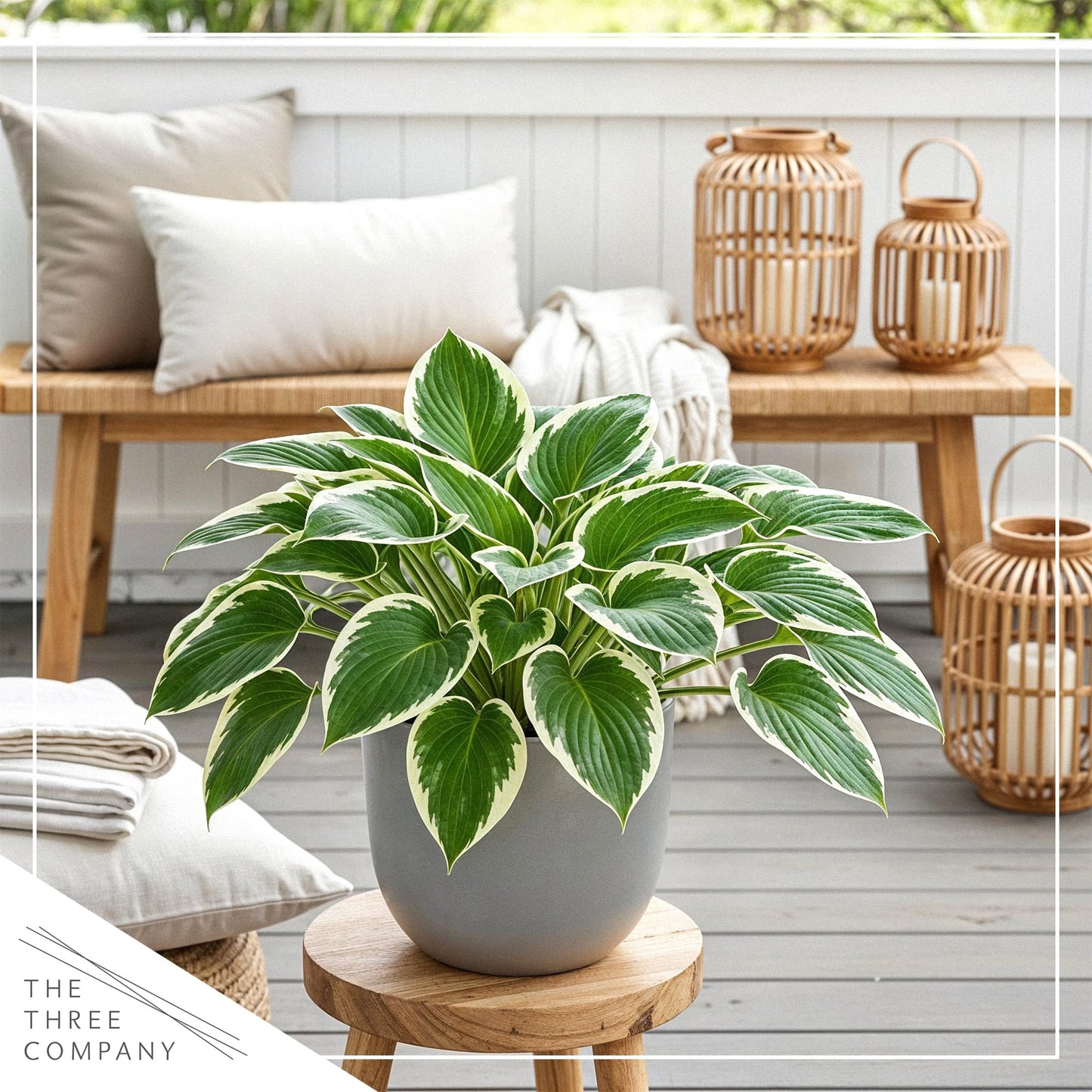 Live Perennial Hosta - Patriot (3 Plants Per Pack) Beautiful Accent Plant, 10" Tall by 4" Wide in 1 Qt Pot