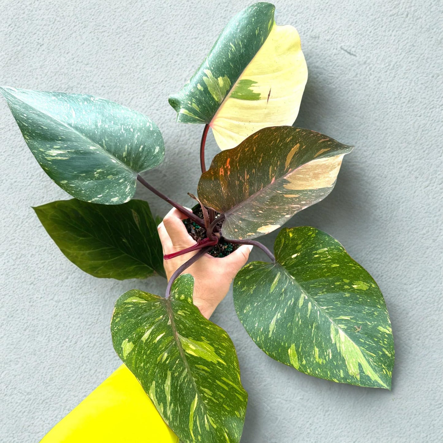 Philodendron Orange Princess Variegated Live Plant – Marble Galaxy Tropical Philodendron – Indoor & Outdoor Decorative Houseplant – Unique Gift for Home Decor, Plant Enthusiasts (Heat Pack Included)