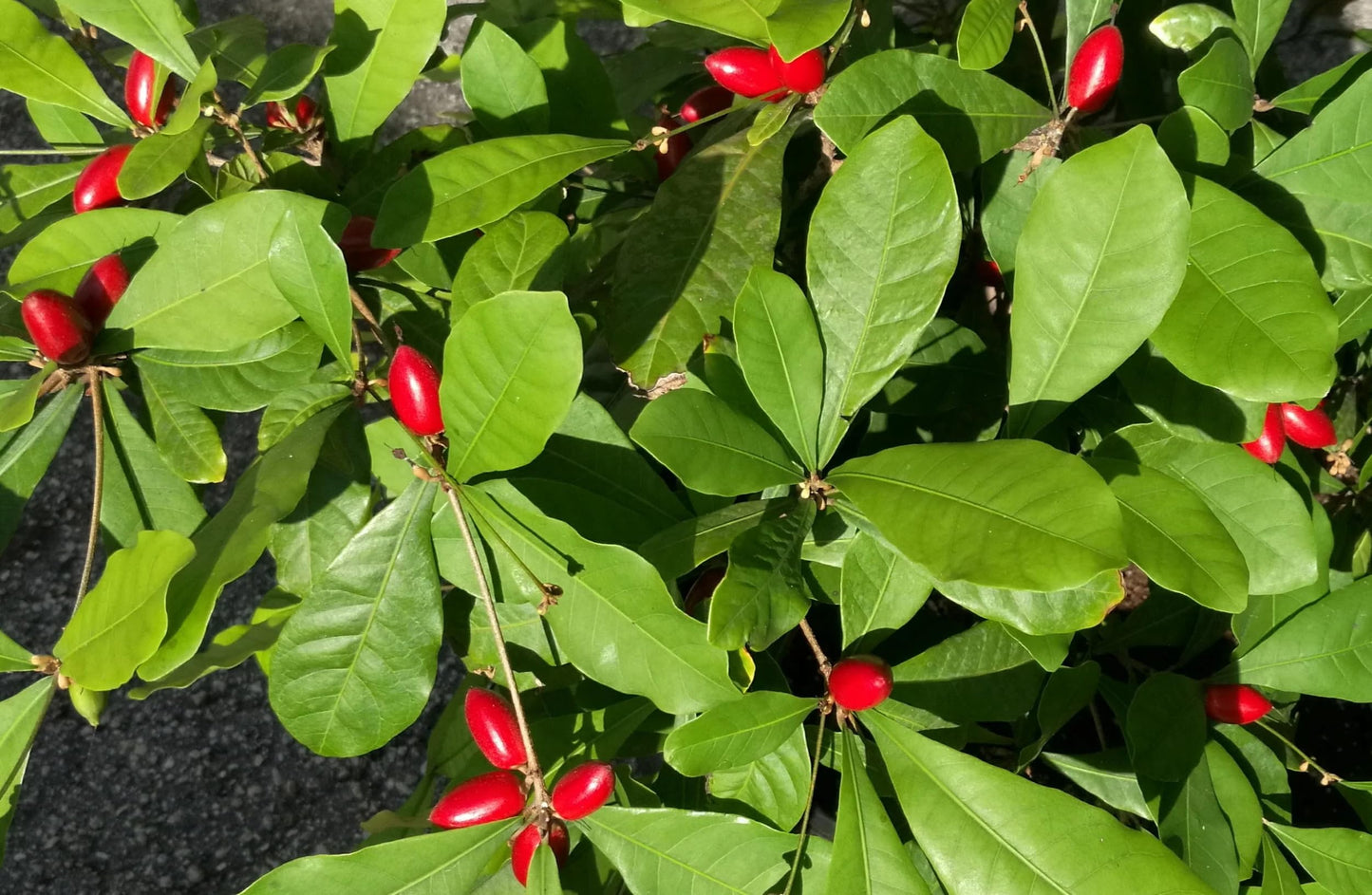 Miracle Fruit (Synsepalum dulcificum) – Live Seedlings & Fresh Seeds – Unique Tropical Berry Plant That Makes Sour Foods Taste Sweet (3 Seedlings / 1 Order)